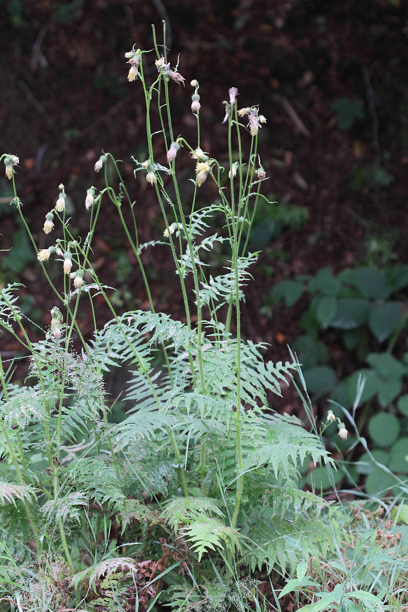 Afficher le média cirsium_erisithales4md cirsium_erisithales4md