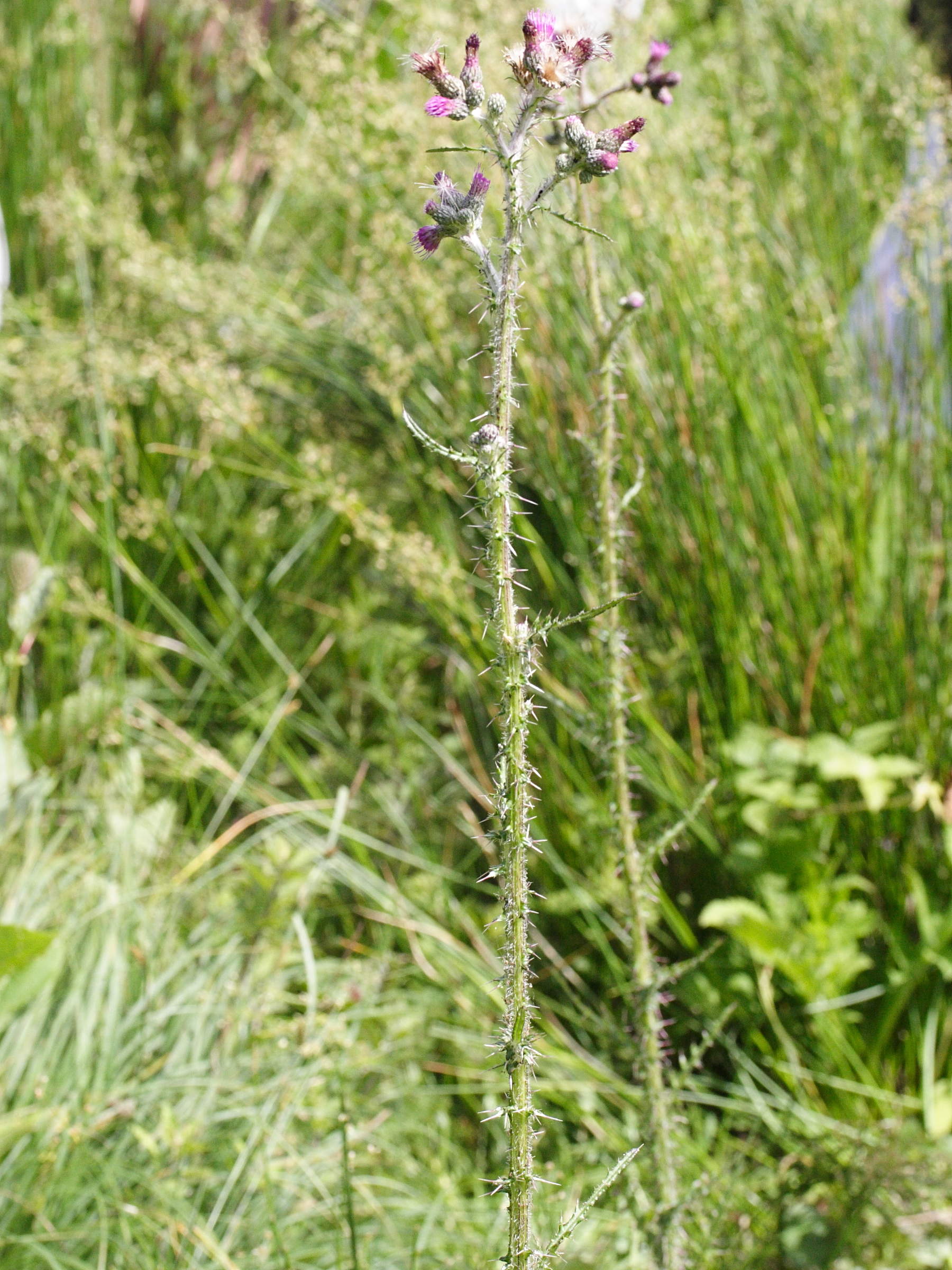 Afficher le média cirsium_palustre2md cirsium_palustre2md
