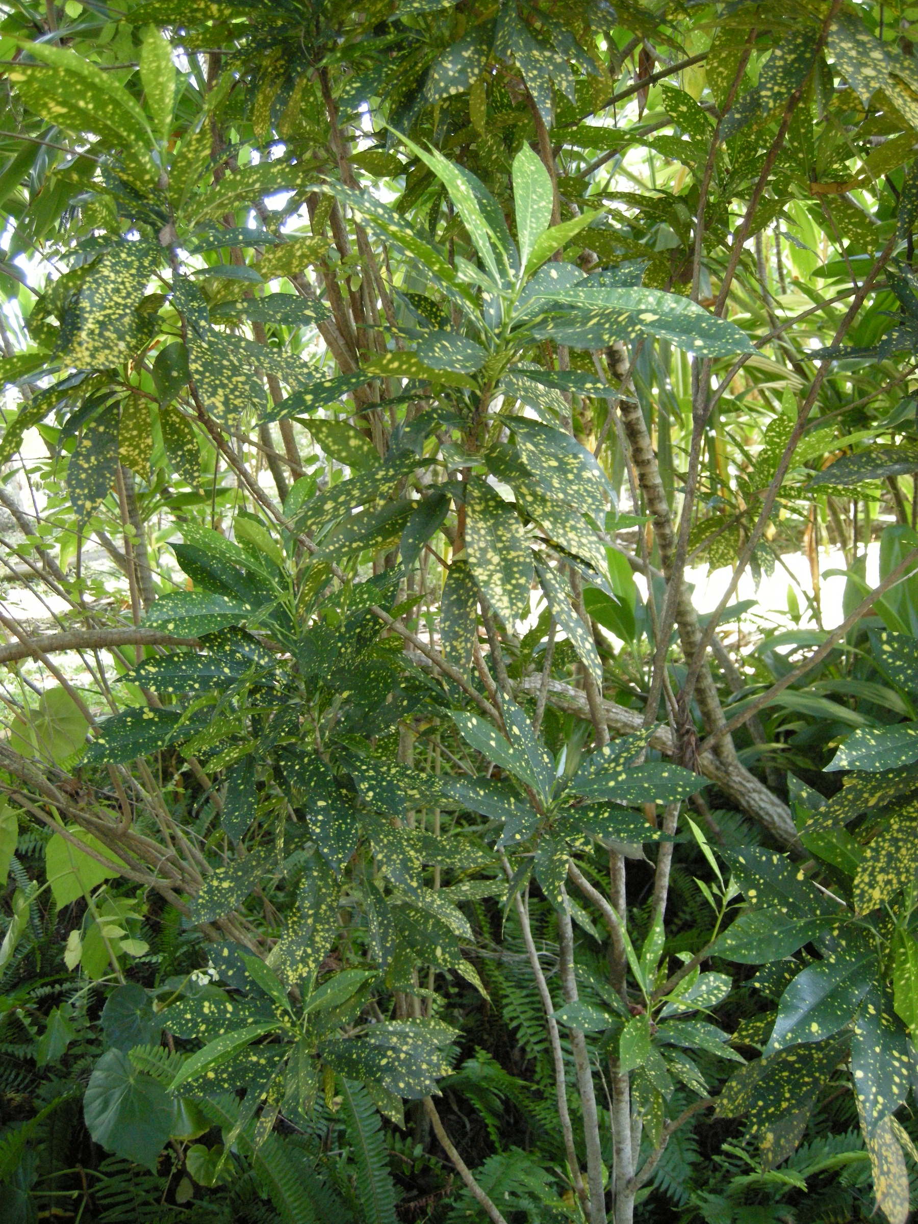 codiaeum_variegatum6md