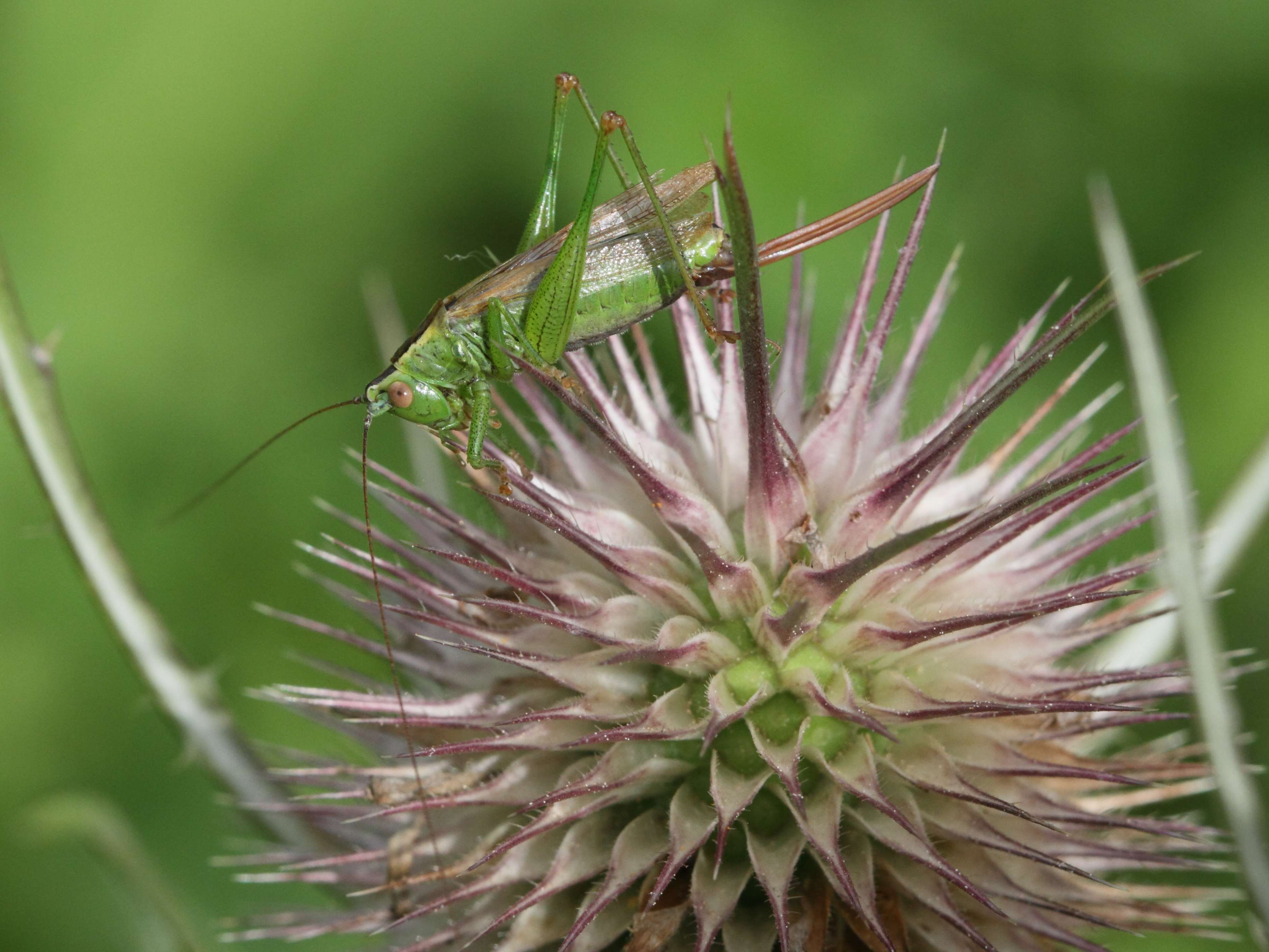 conocephalus_fuscus4bd