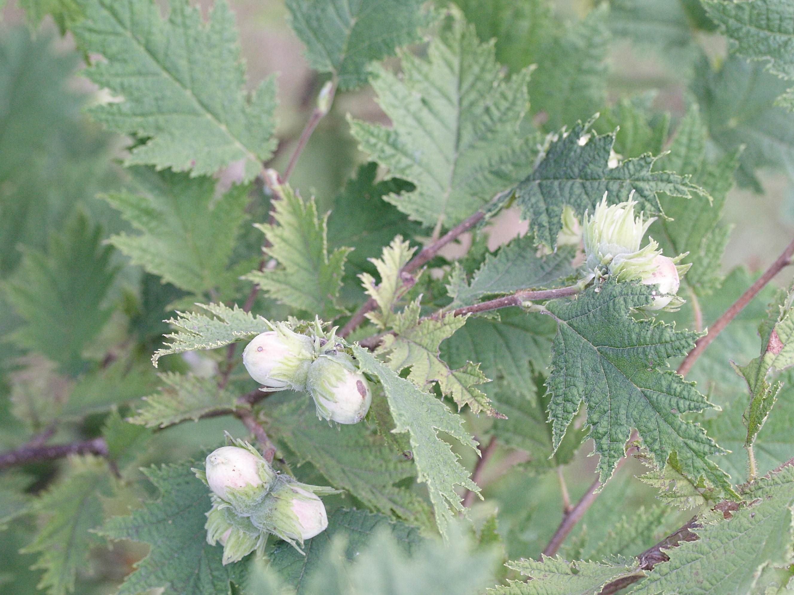 corylus_heterophylla1md