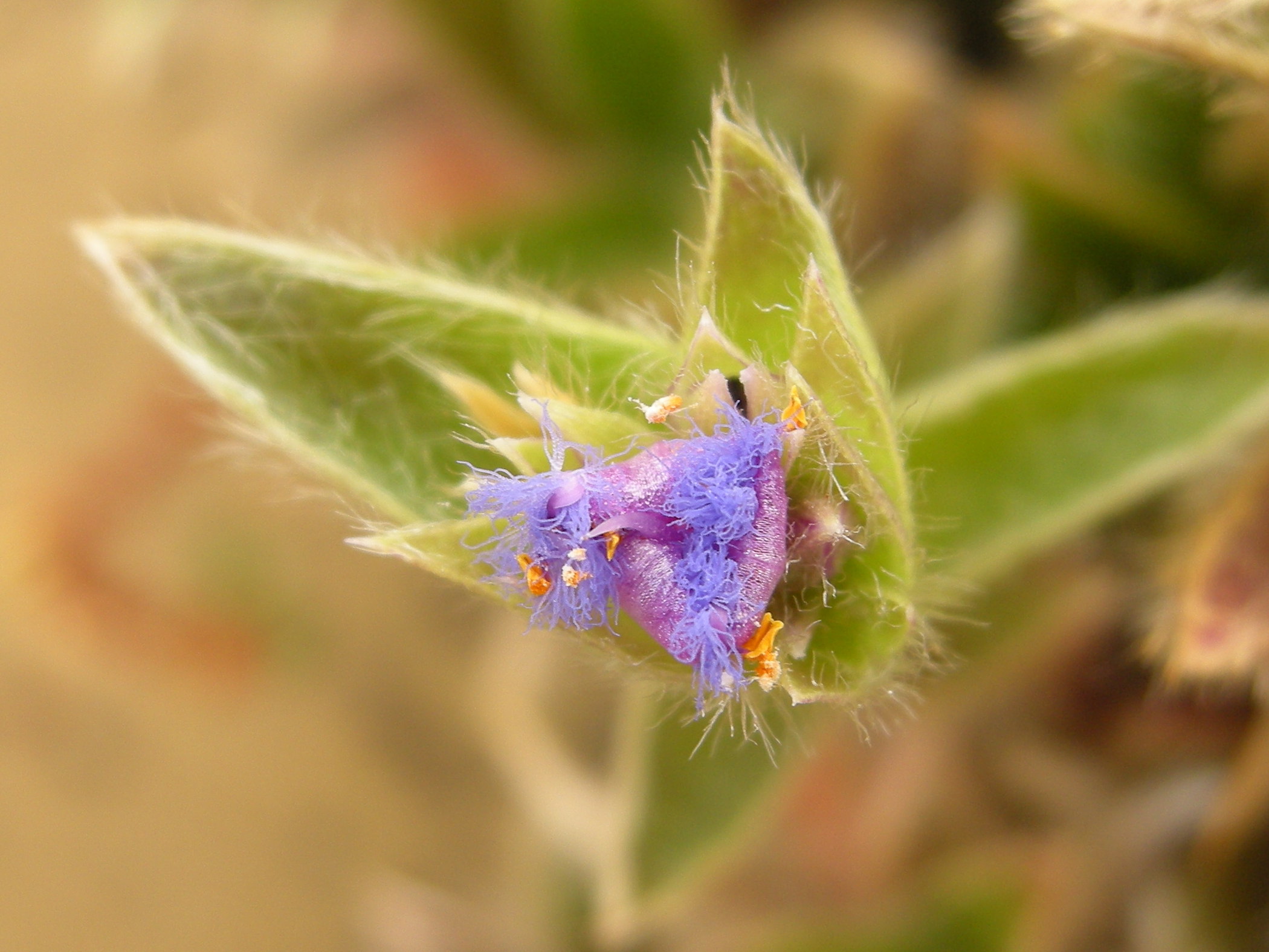 Afficher le média cyanotis_somaliensis2bd cyanotis_somaliensis2bd