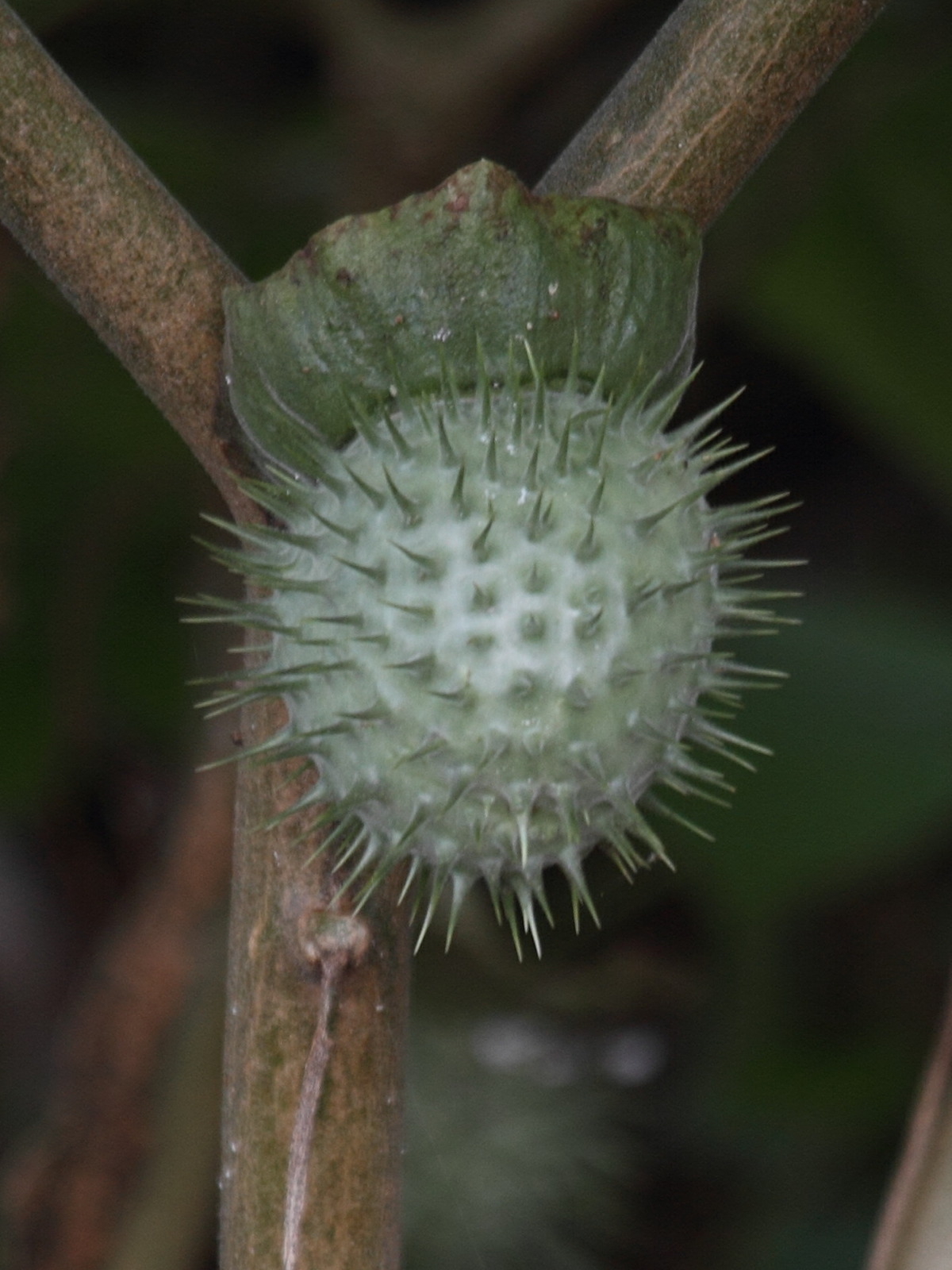 Afficher le média datura_inoxia4bd datura_inoxia4bd