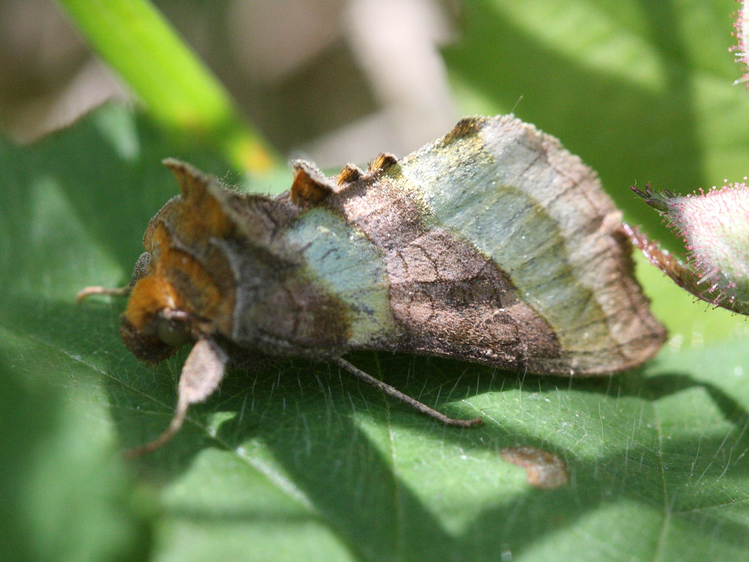 diachrysia_chrysitis3bd