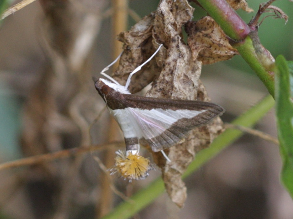 diaphania_indica1abd