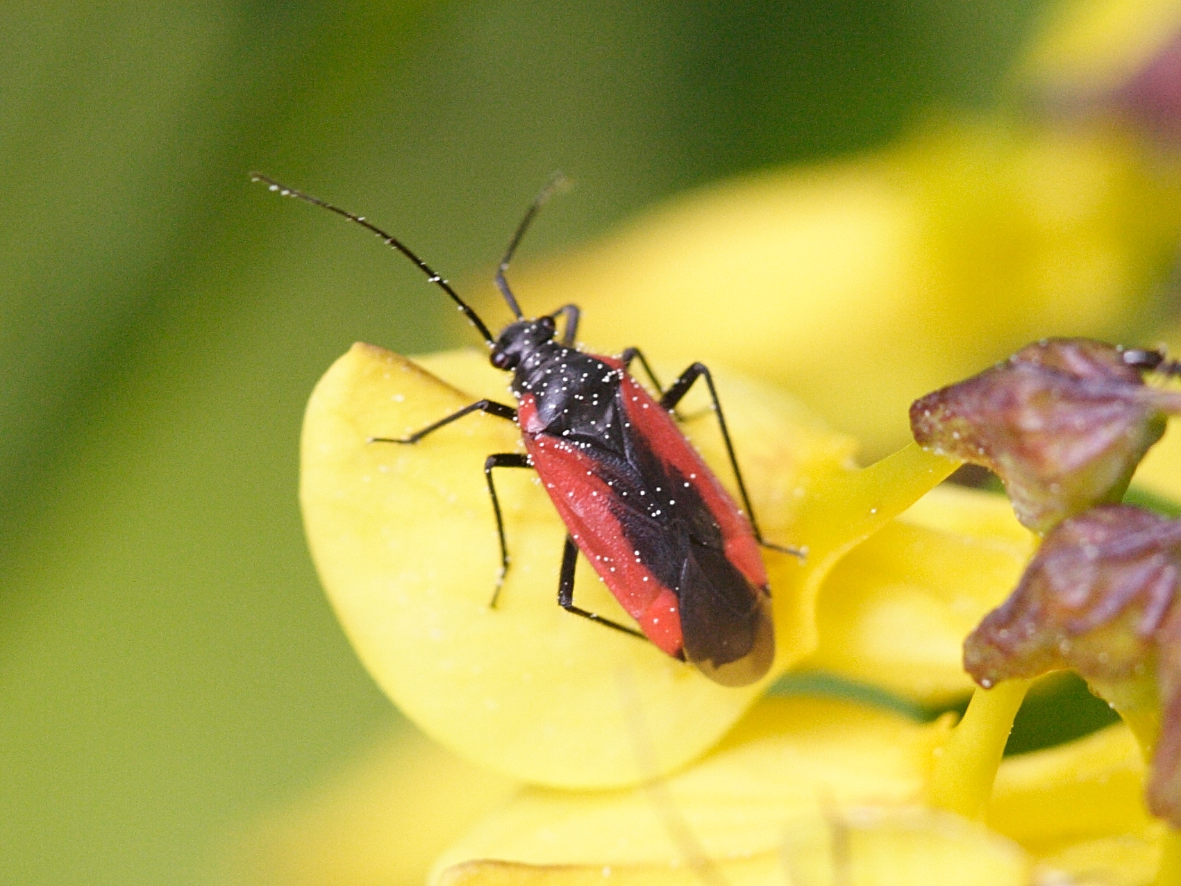 dionconotus_neglectus1md