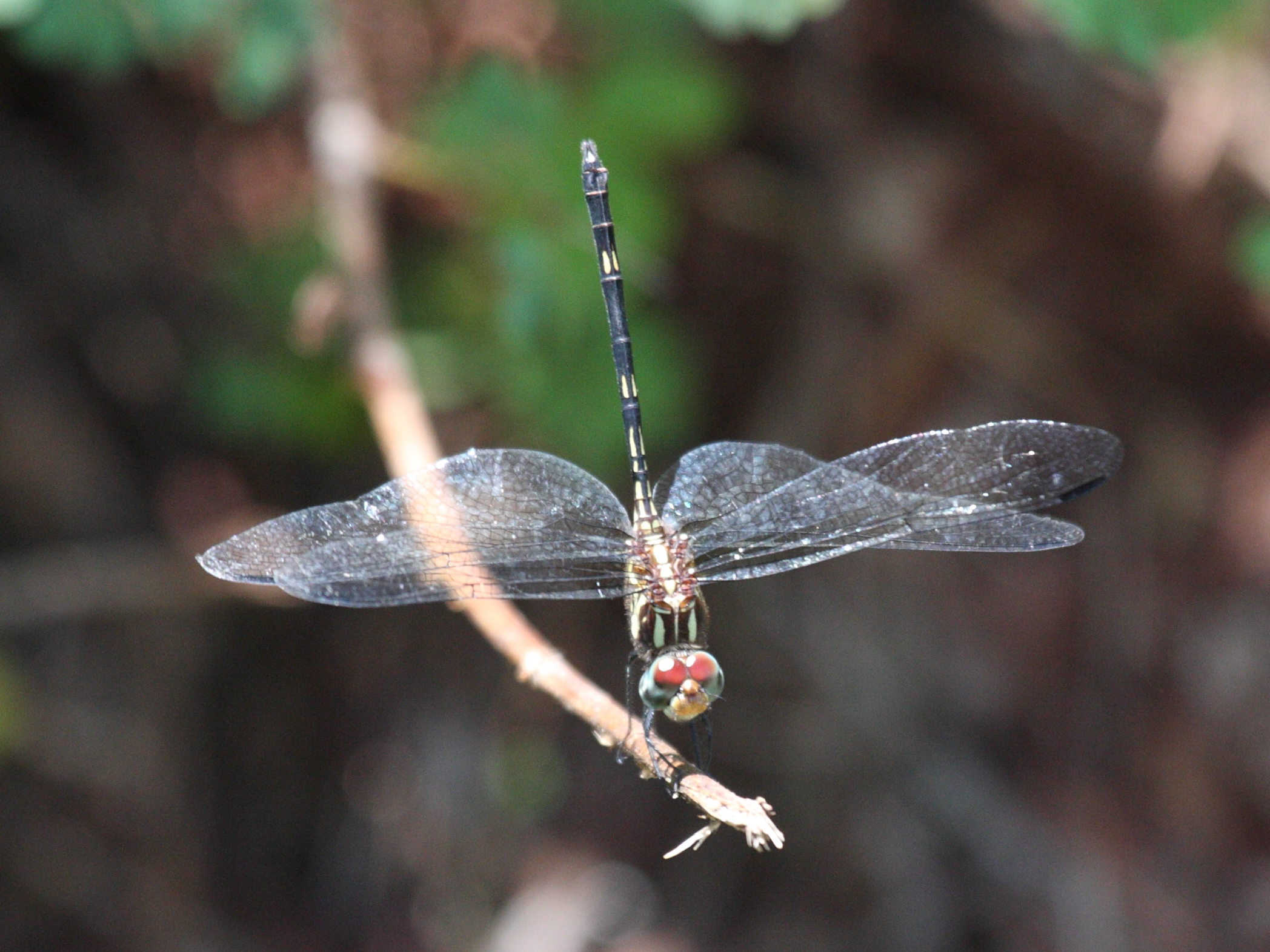 dythemis_sterilis1bd
