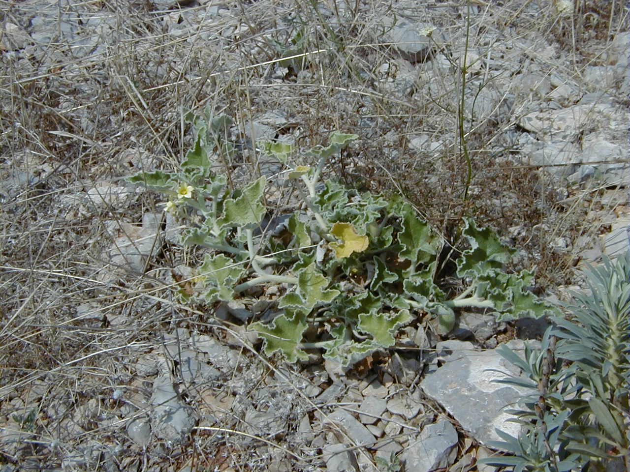 ecballium_elaterium1md