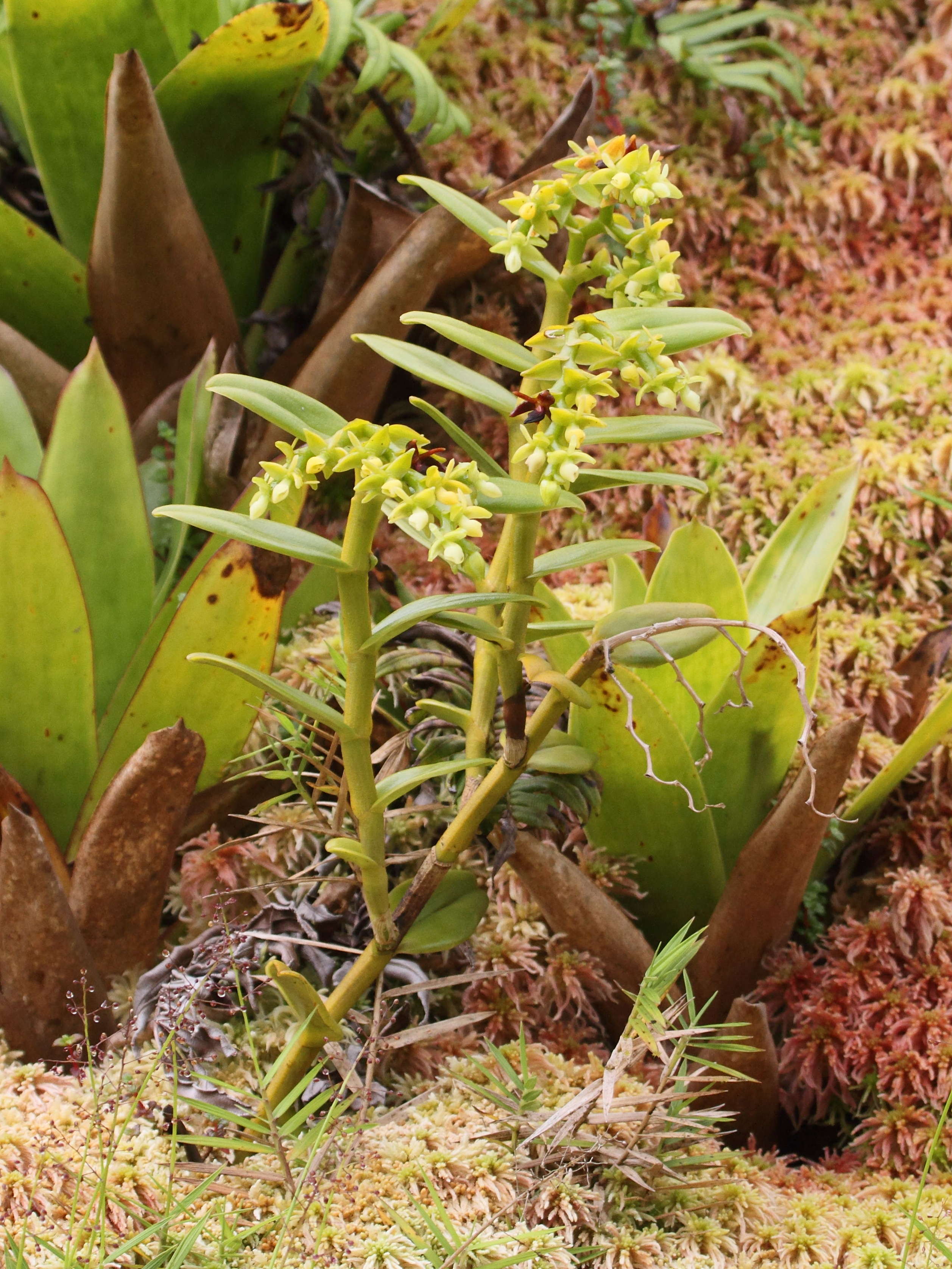 epidendrum_dendrobioides1bd