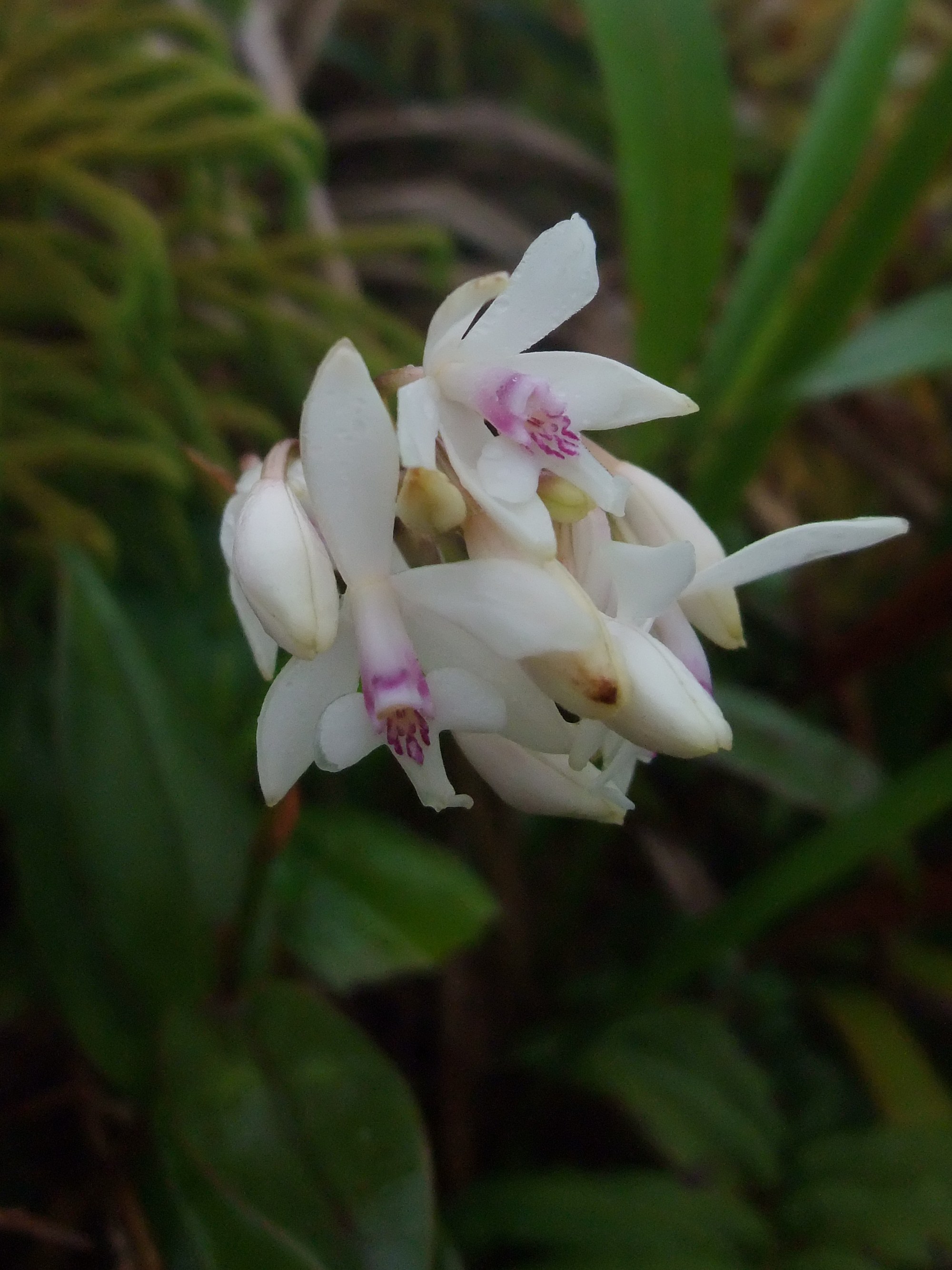 epidendrum_patens1sd