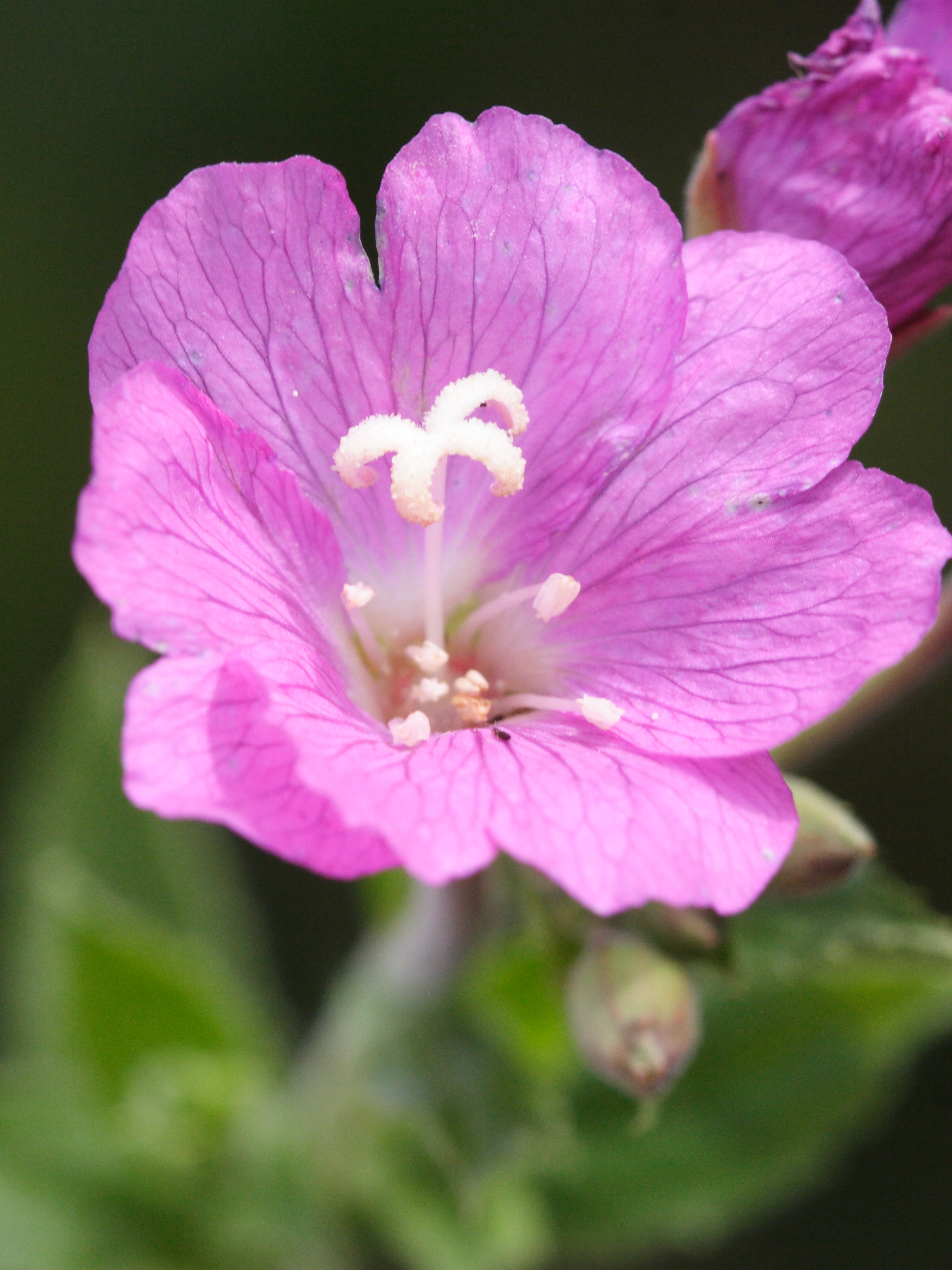 Afficher le média epilobium_hirsutum2bbd epilobium_hirsutum2bbd