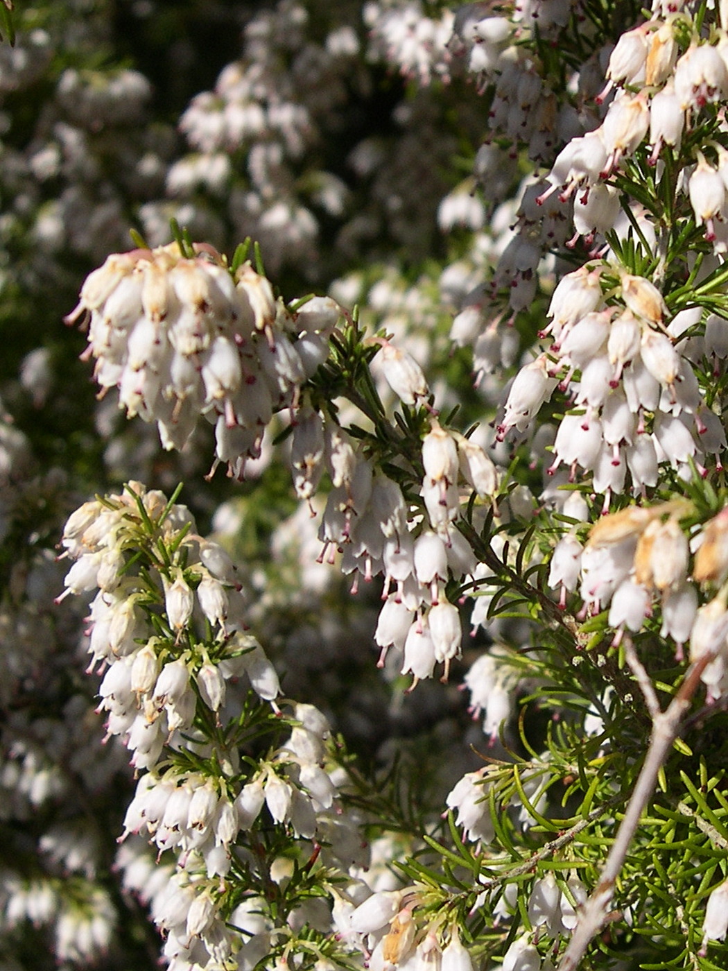 erica_arborea4md