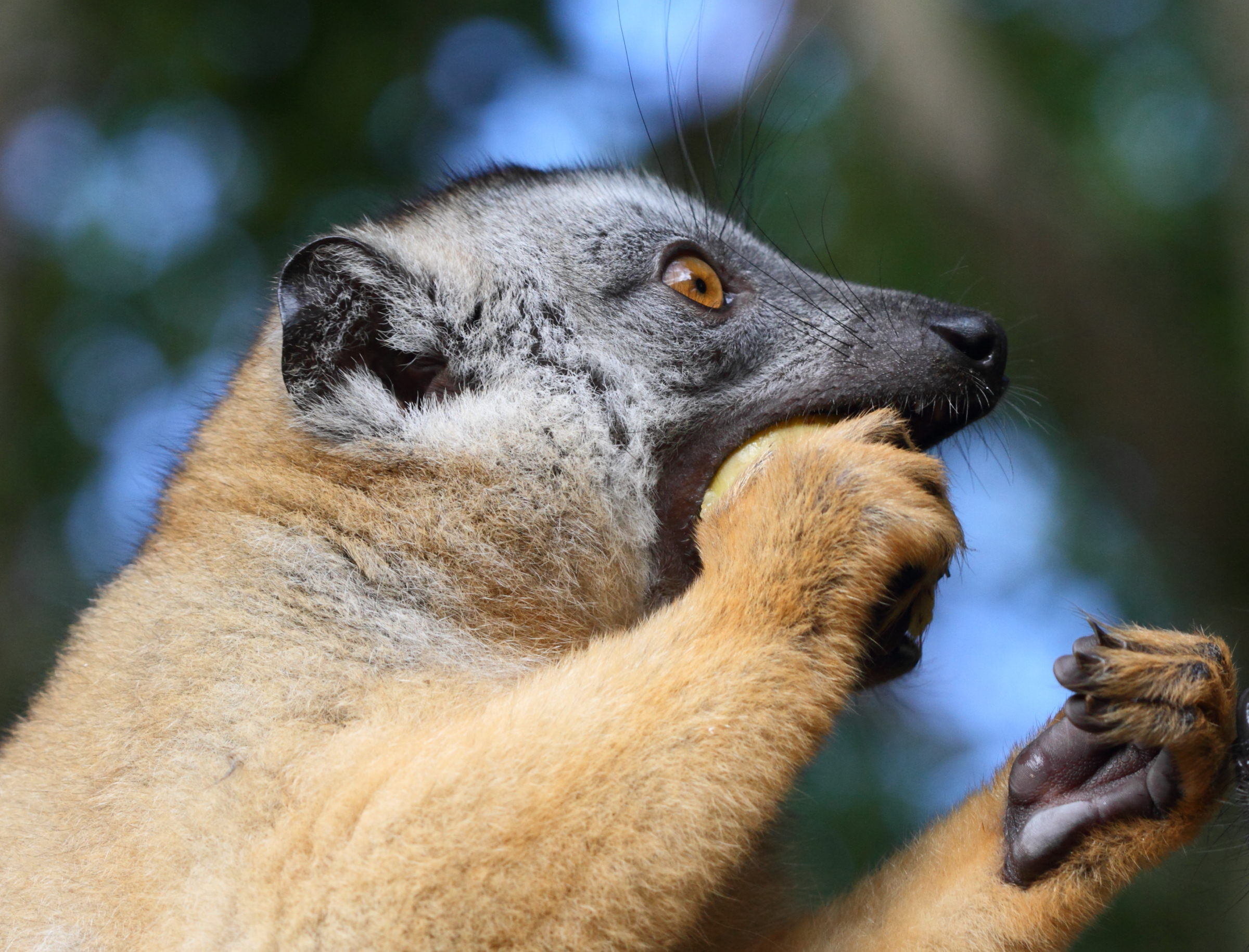 eulemur_fulvus_mayottensis1bd