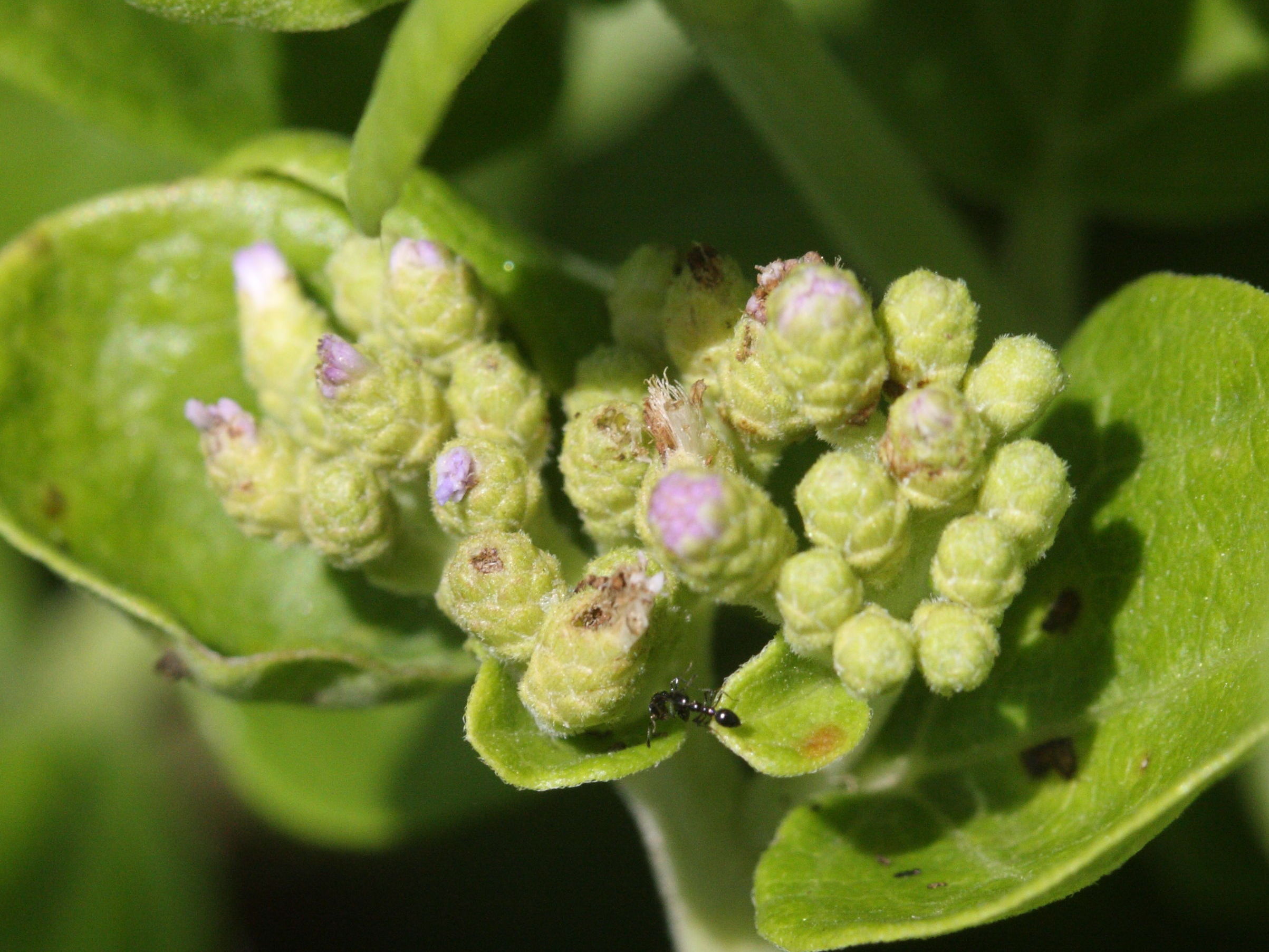 Afficher le média eupatorium_integrifolium2md eupatorium_integrifolium2md