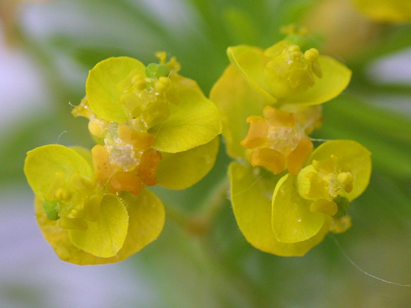 Afficher le média euphorbia_cyparissias4md euphorbia_cyparissias4md
