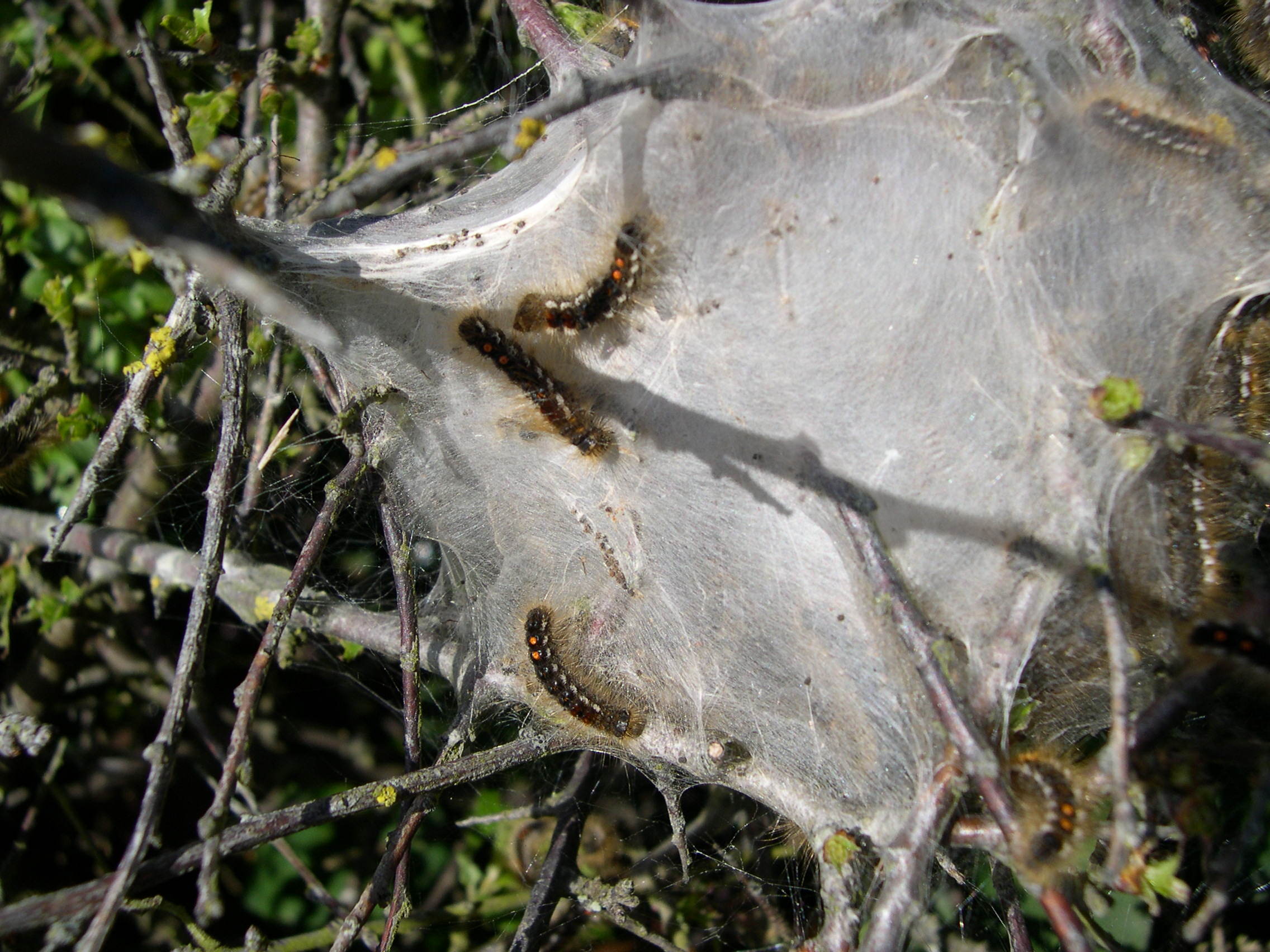 euproctis_chrysorrhea_ch3md