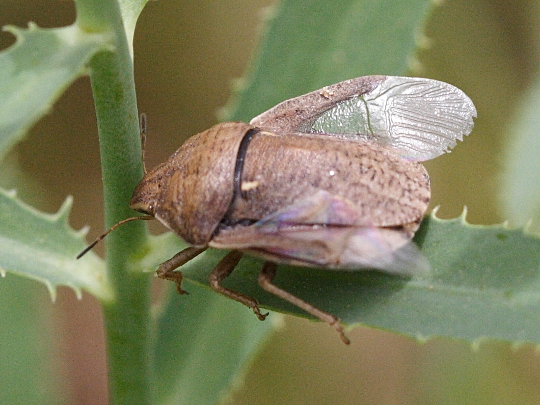 eurygaster_austriaca1md