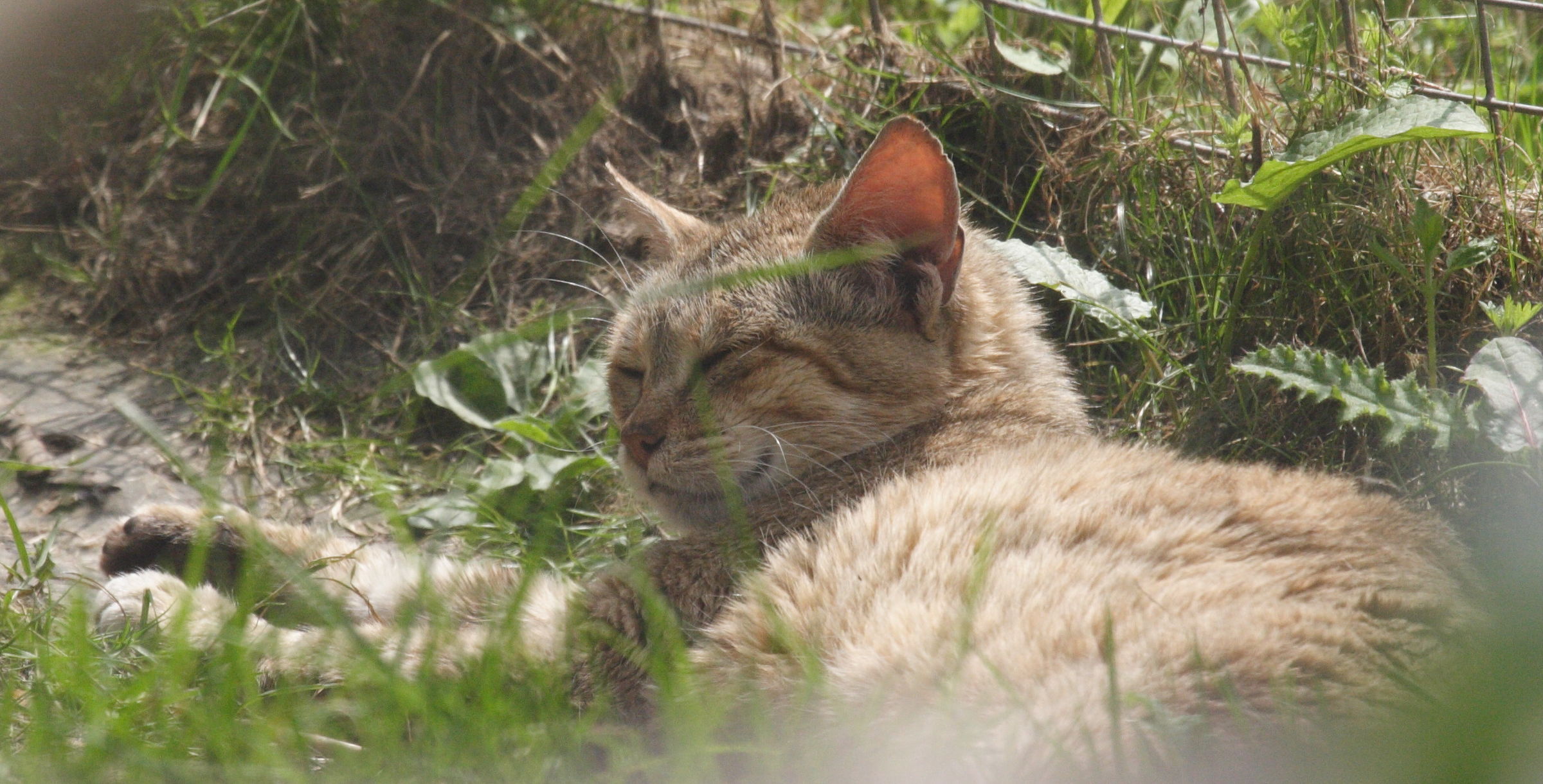 felis_silvestris_gordoni2md