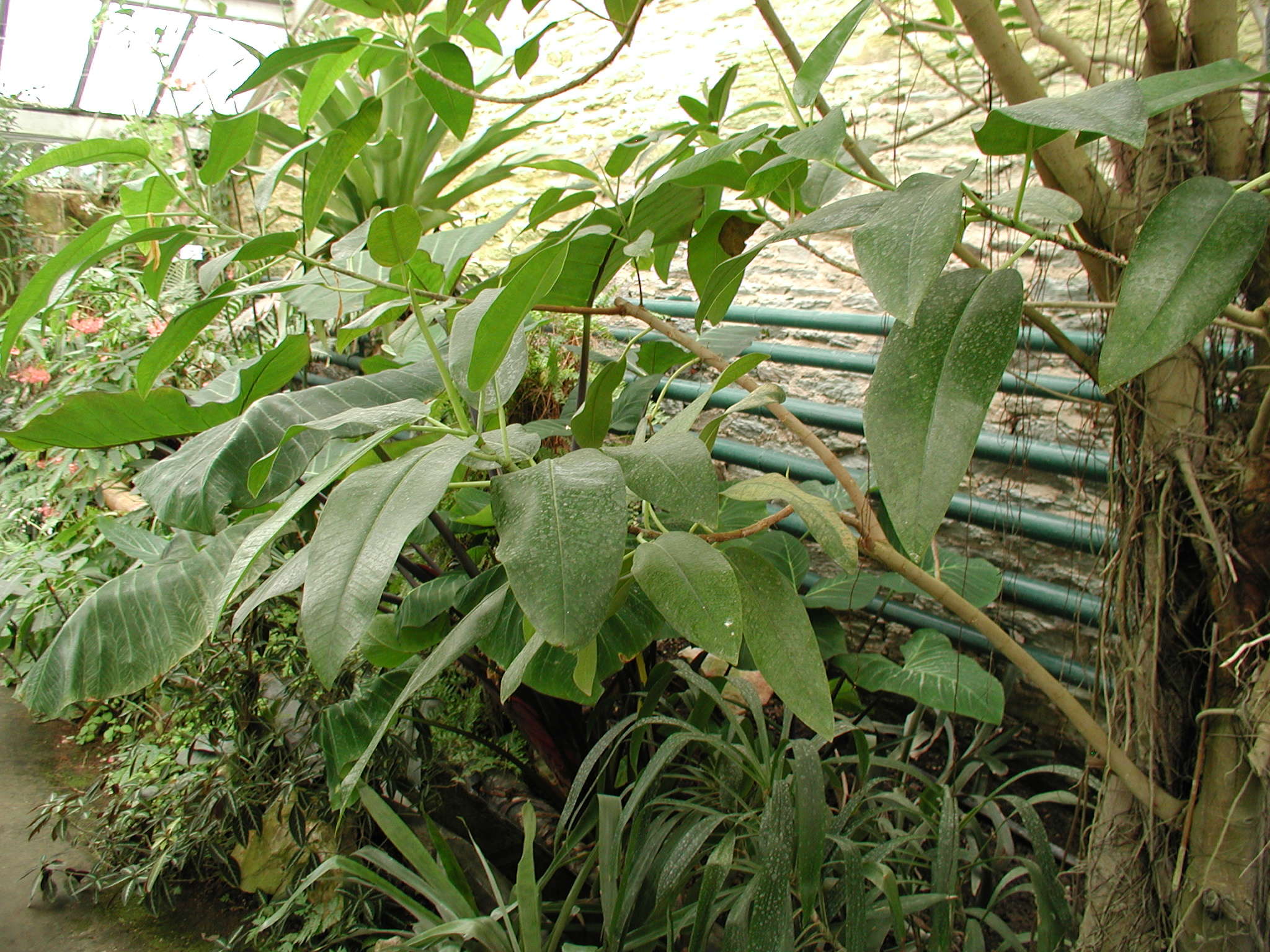 ficus_macrophylla2md