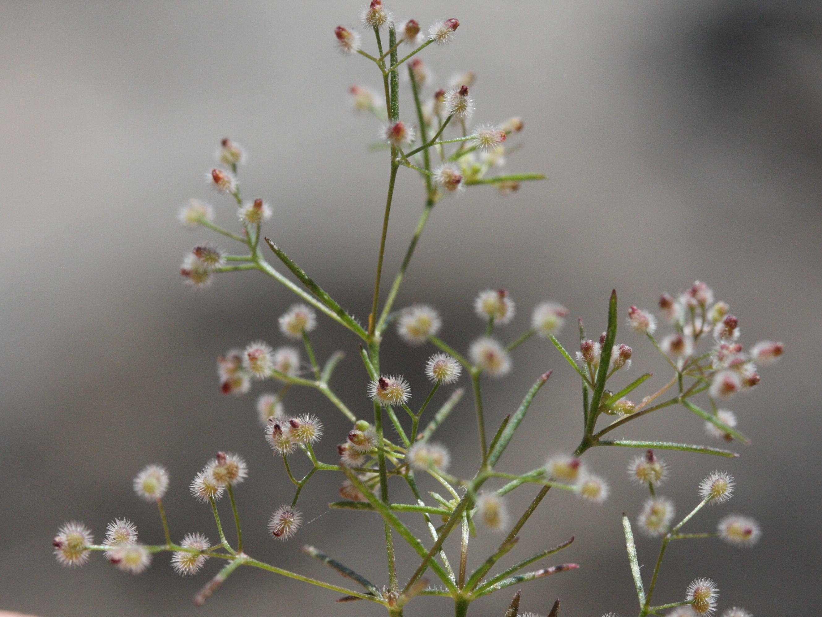 galium_setaceum_decaisnei3md