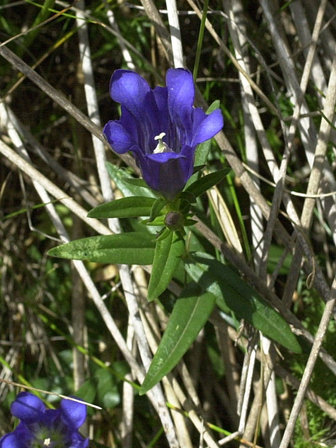 gentiana_pneumonanthe5md