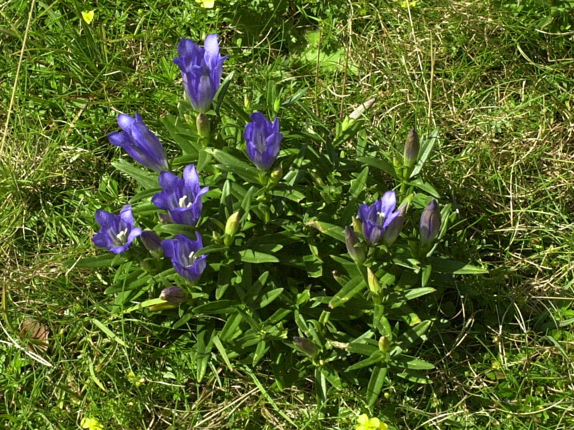 gentiana_pneumonanthe6md
