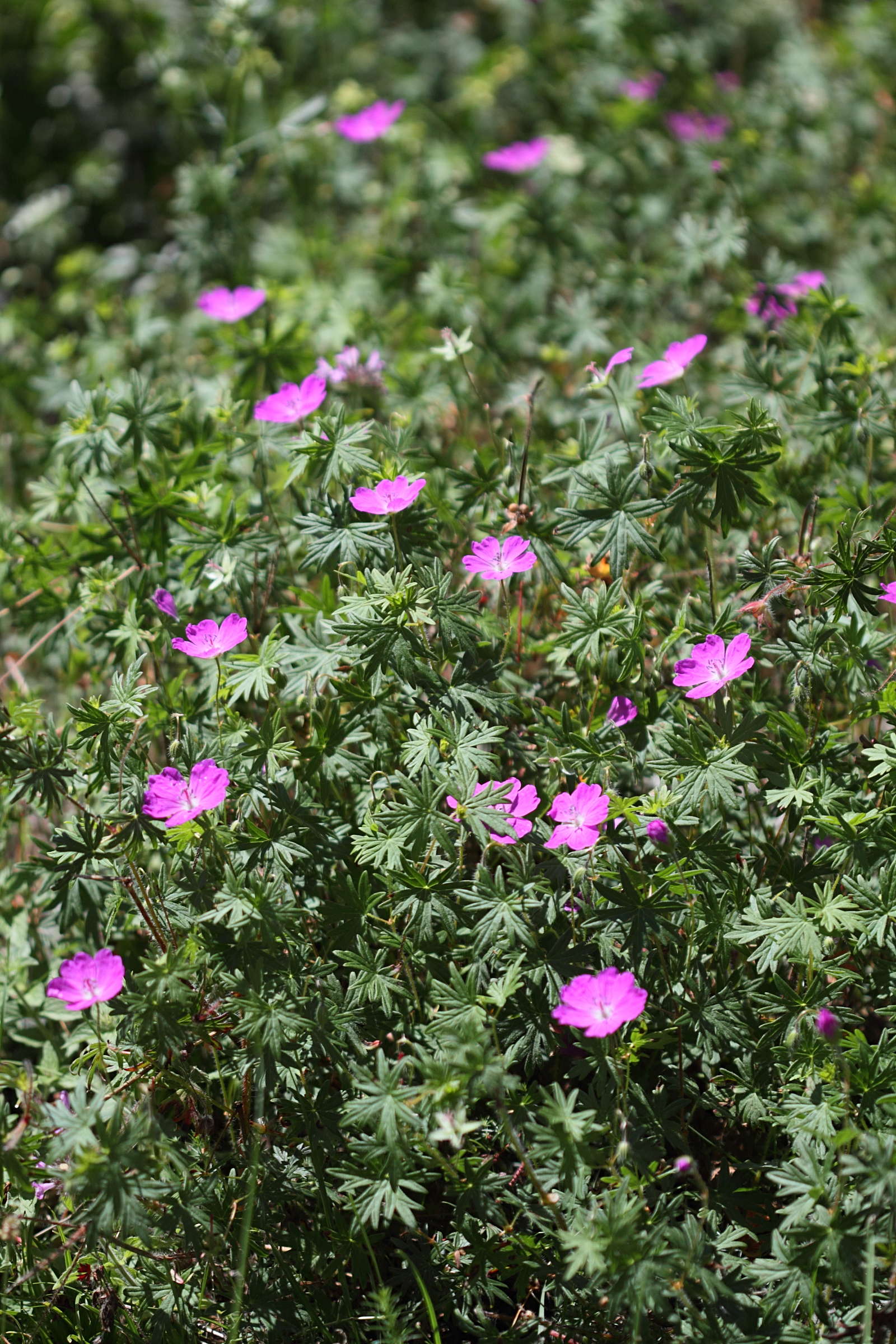 geranium_sanguineum4bd