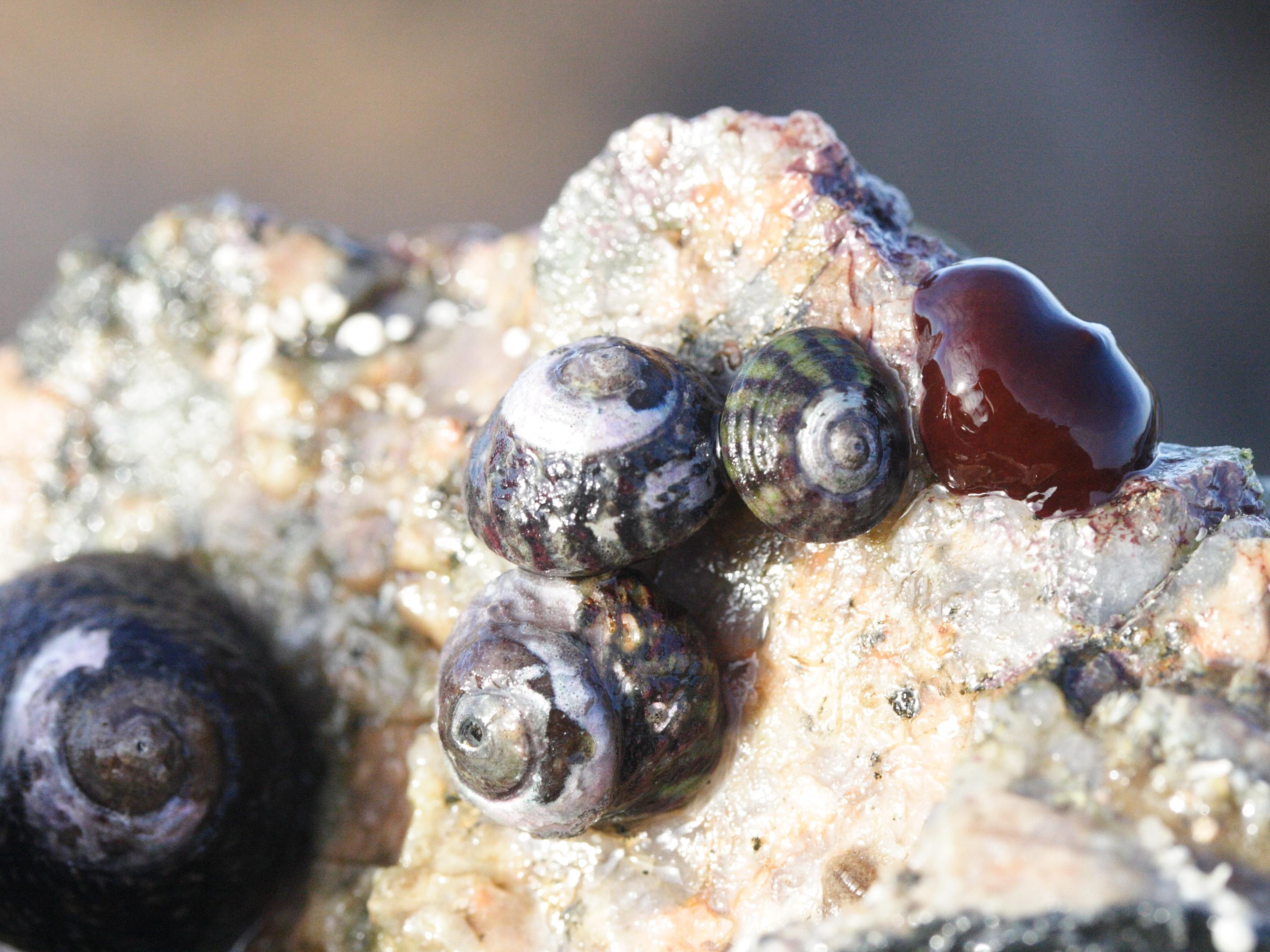 gibbula_umbilicalis3md