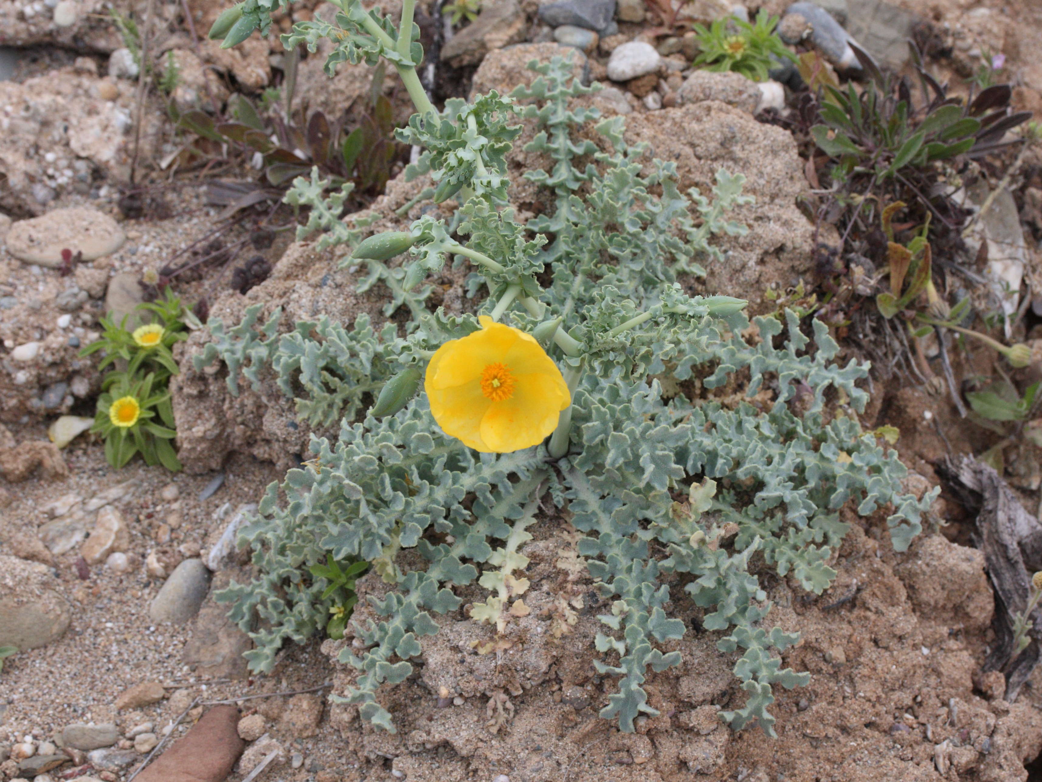glaucium_flavum1amd