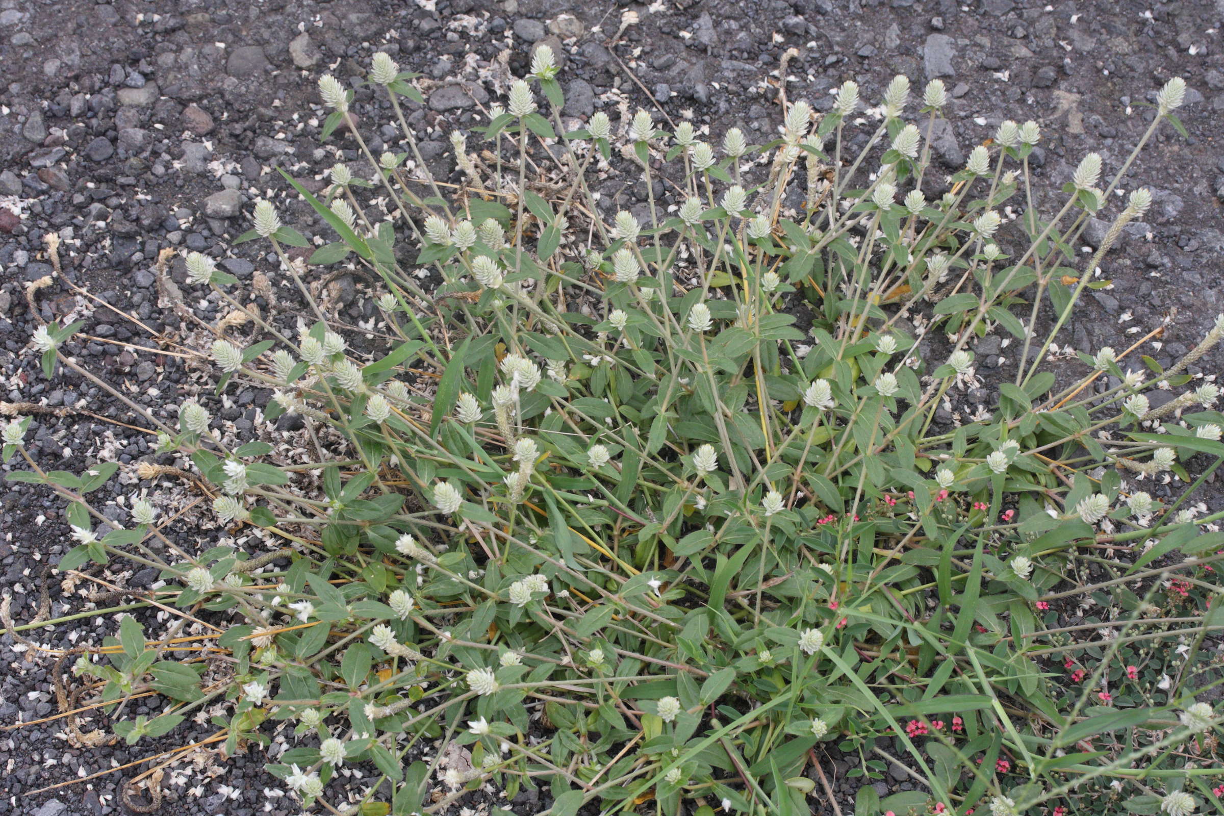 Afficher le média gomphrena_celosioides1md gomphrena_celosioides1md