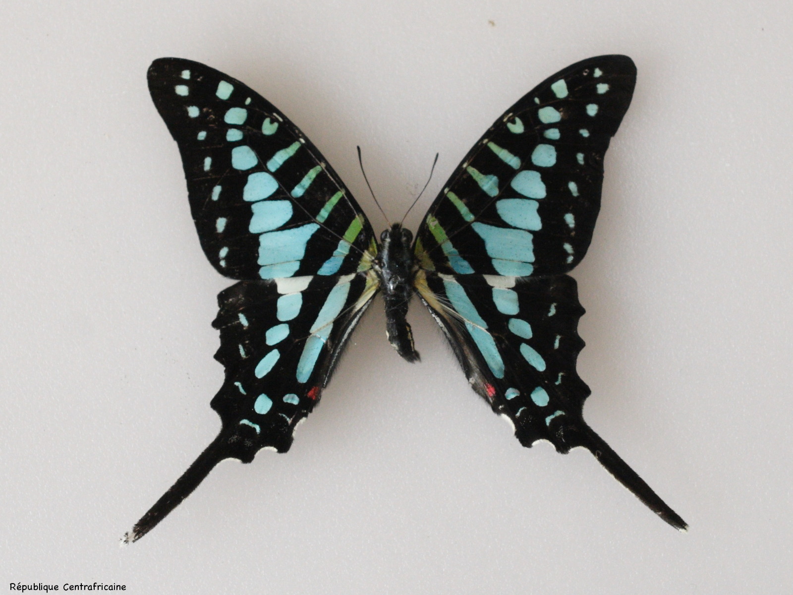 graphium_polycenes1md