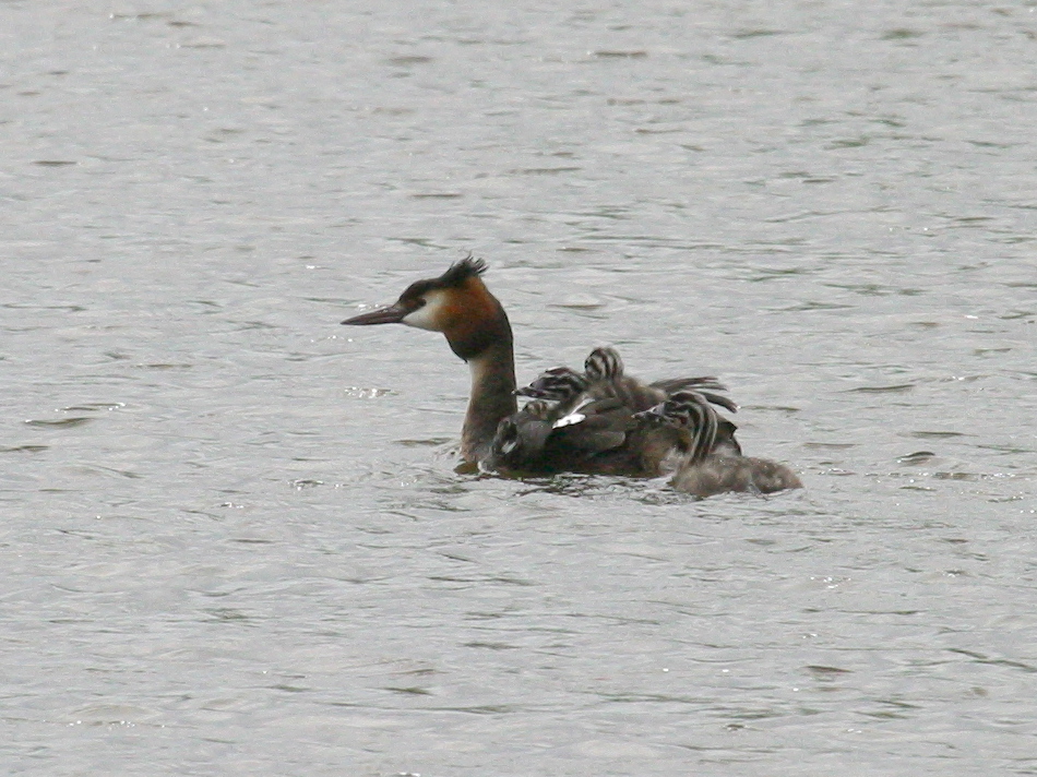 grebe_huppe_-_podiceps_cristatus1bd