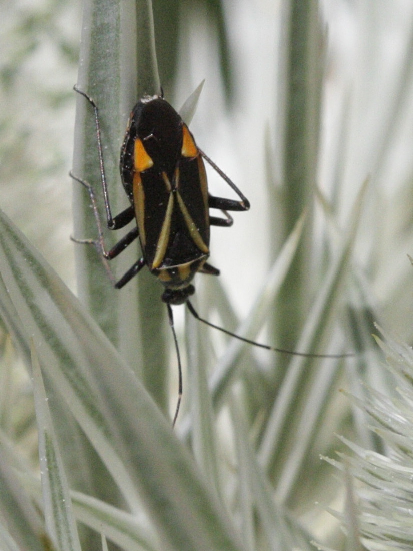 hadrodemus_m-flavum2bd