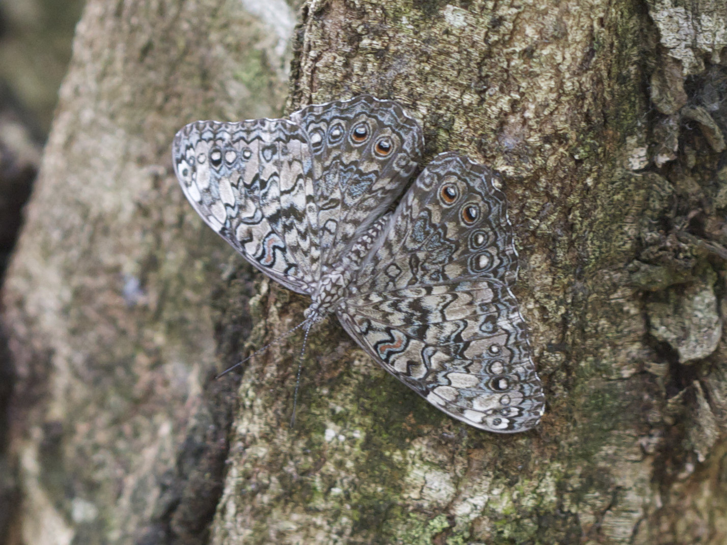 hamadryas_amphichloe1md