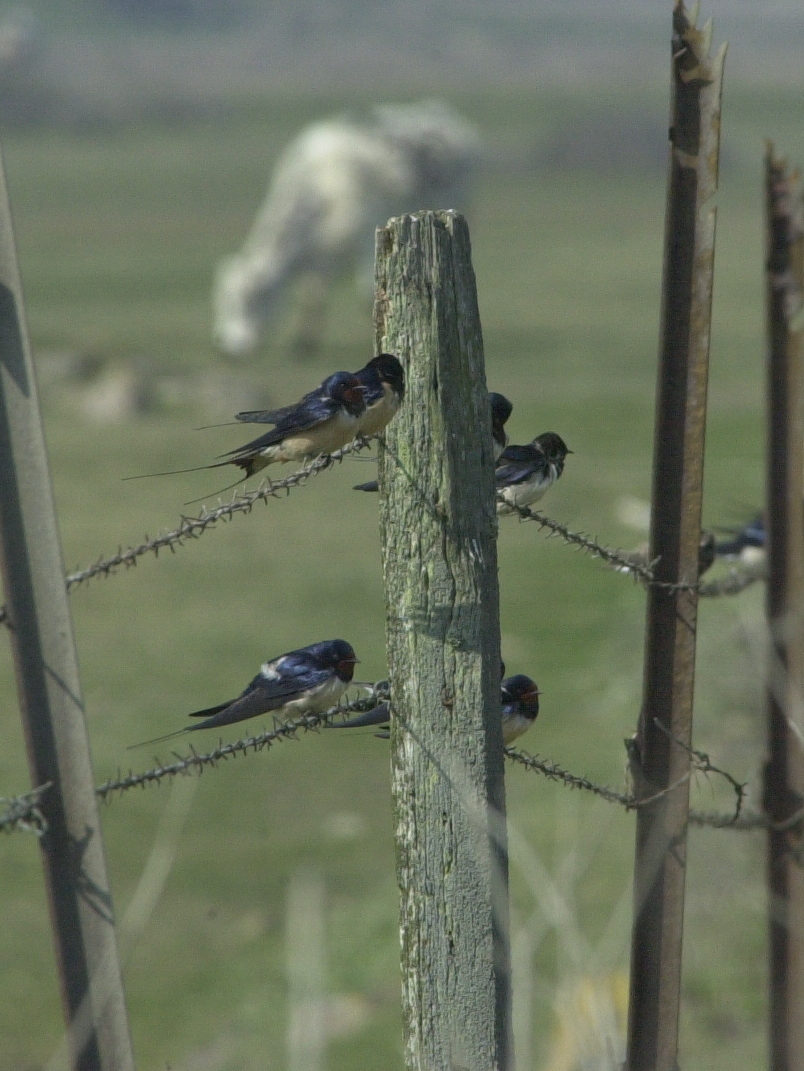 hirondelle_rustique_-_hirundo_rustica1abd