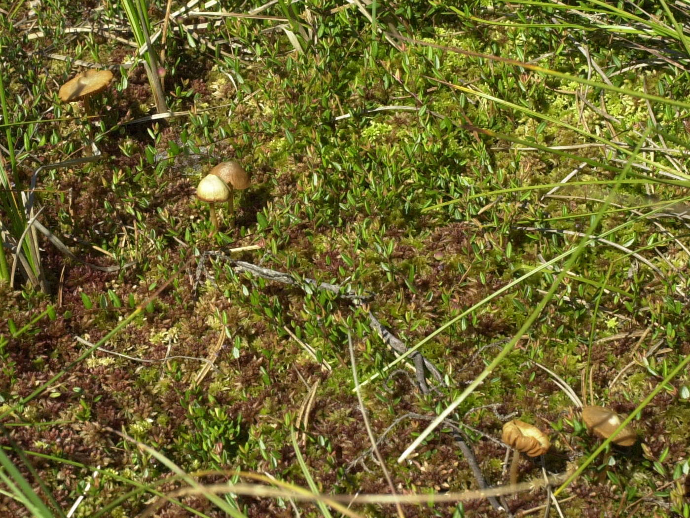 hypholoma_elongatum1md