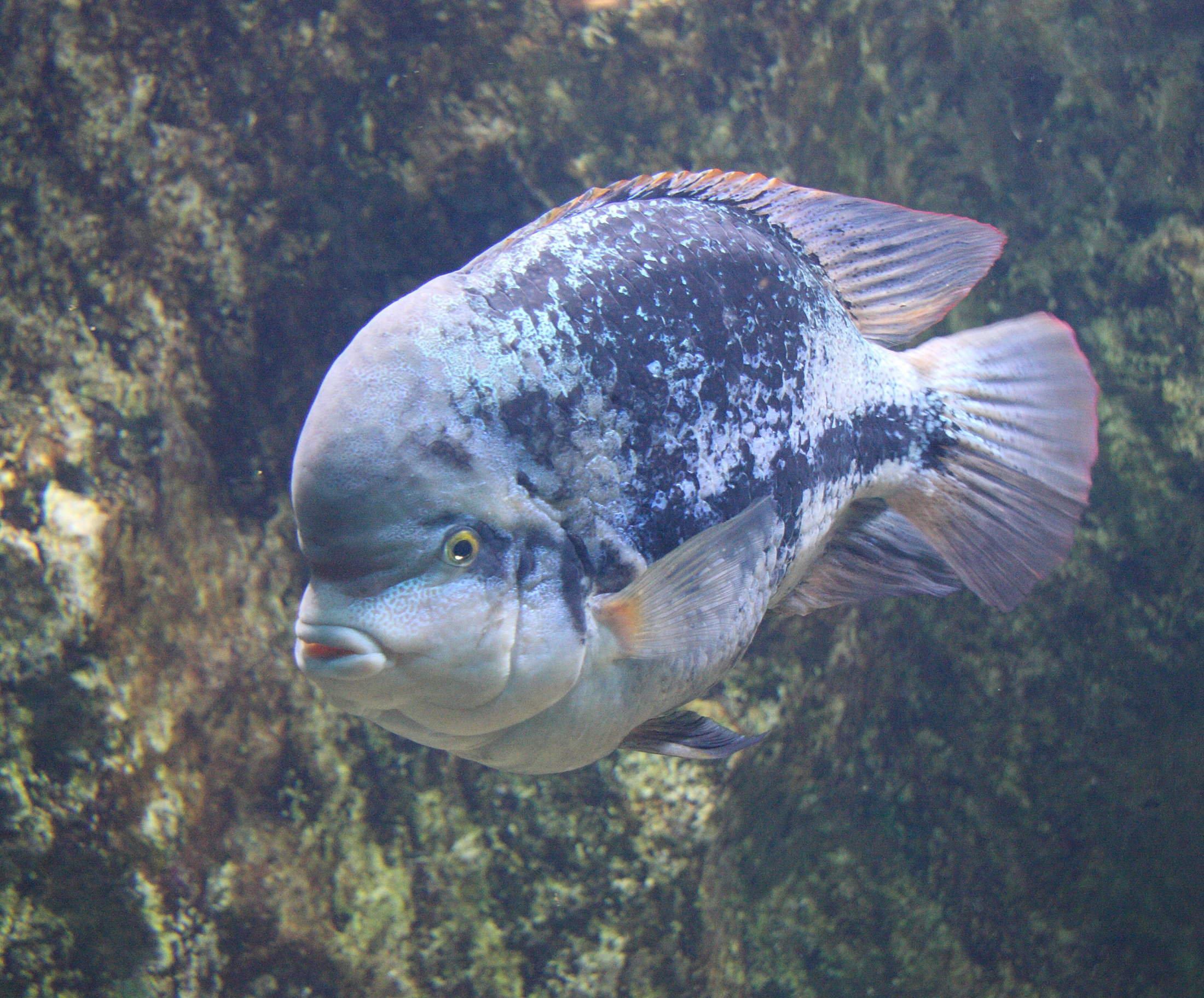 Afficher le média hypsophrys_nicaraguensis1sd hypsophrys_nicaraguensis1sd