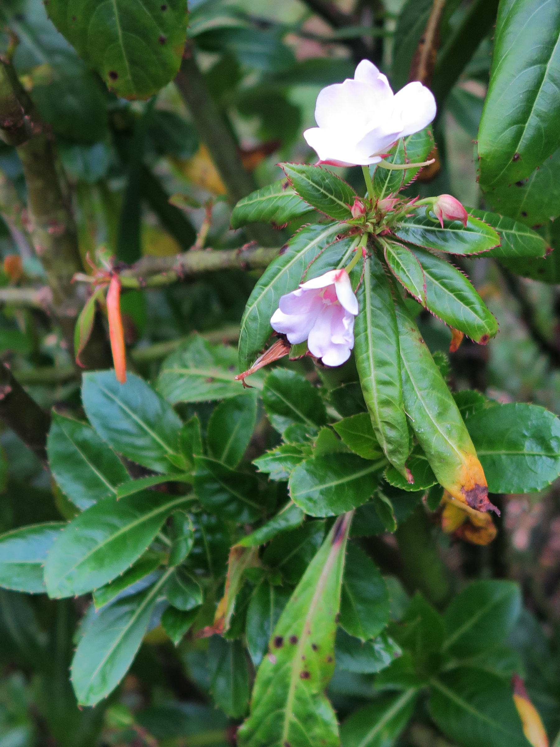impatiens_sodenii2md