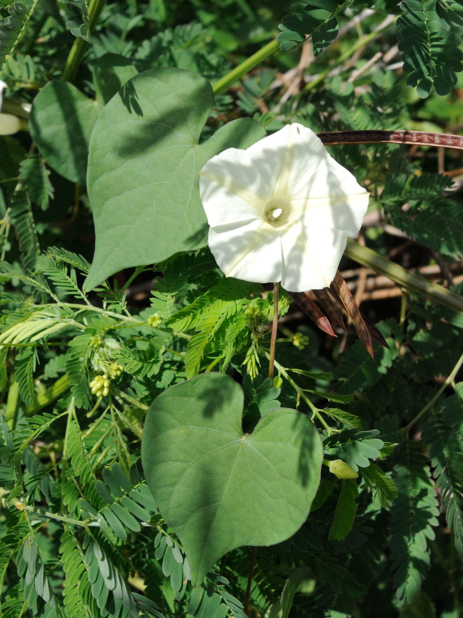 Afficher le média ipomoea_obscura1md ipomoea_obscura1md