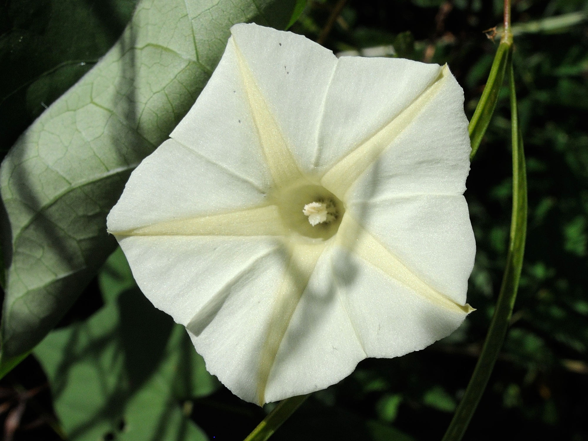 Afficher le média ipomoea_obscura2md ipomoea_obscura2md