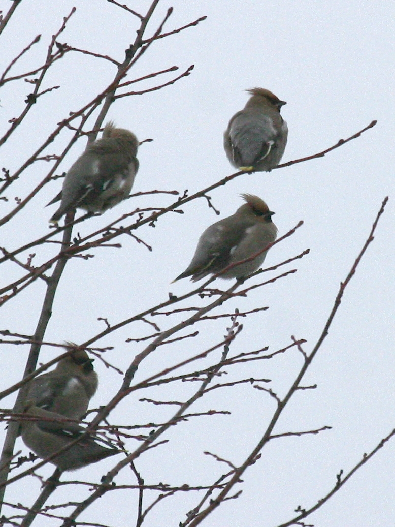jaseur_boreal_-_bombycilla_garrulus1bbd