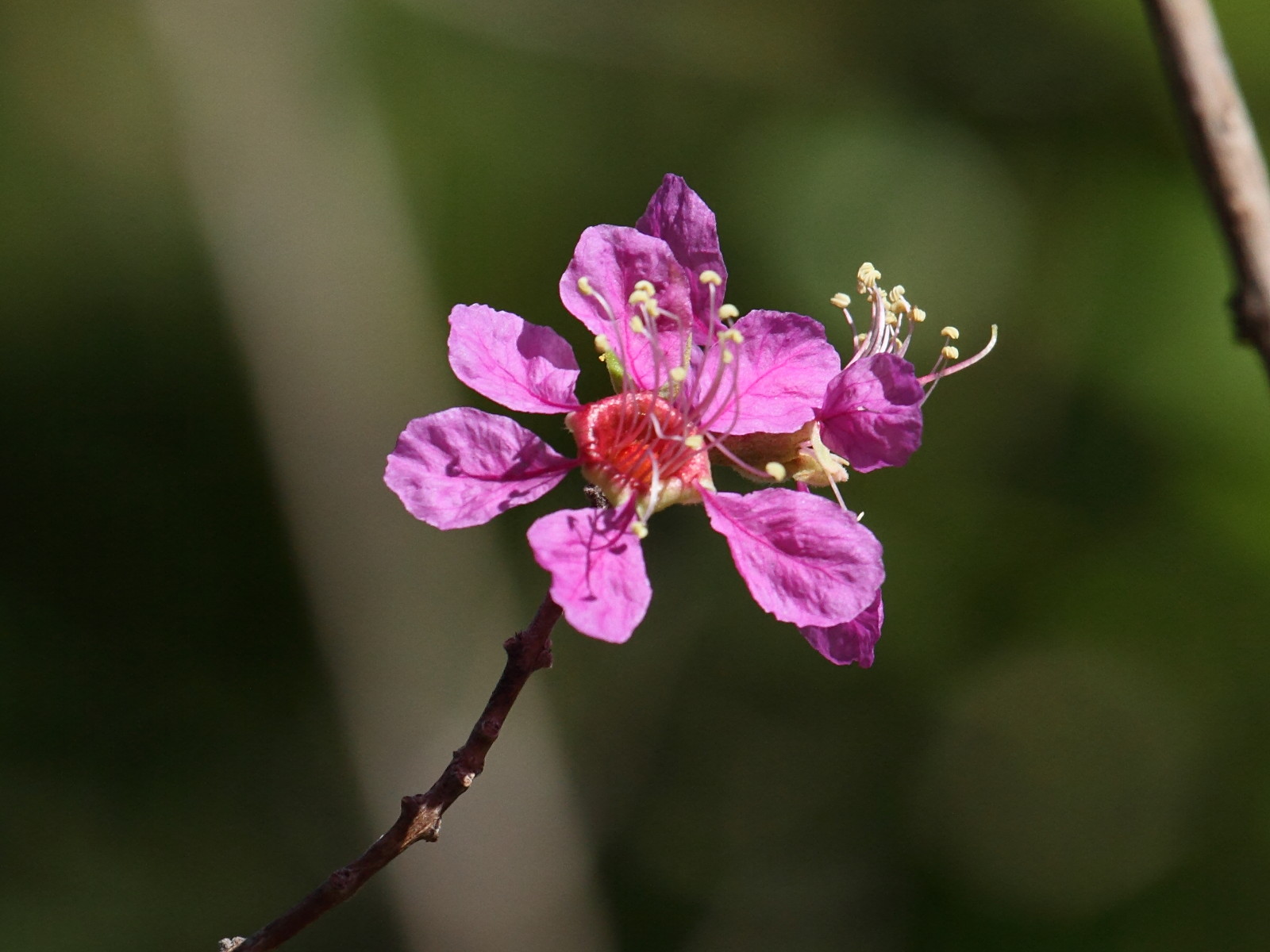 koehneria_madagascariensis3abd