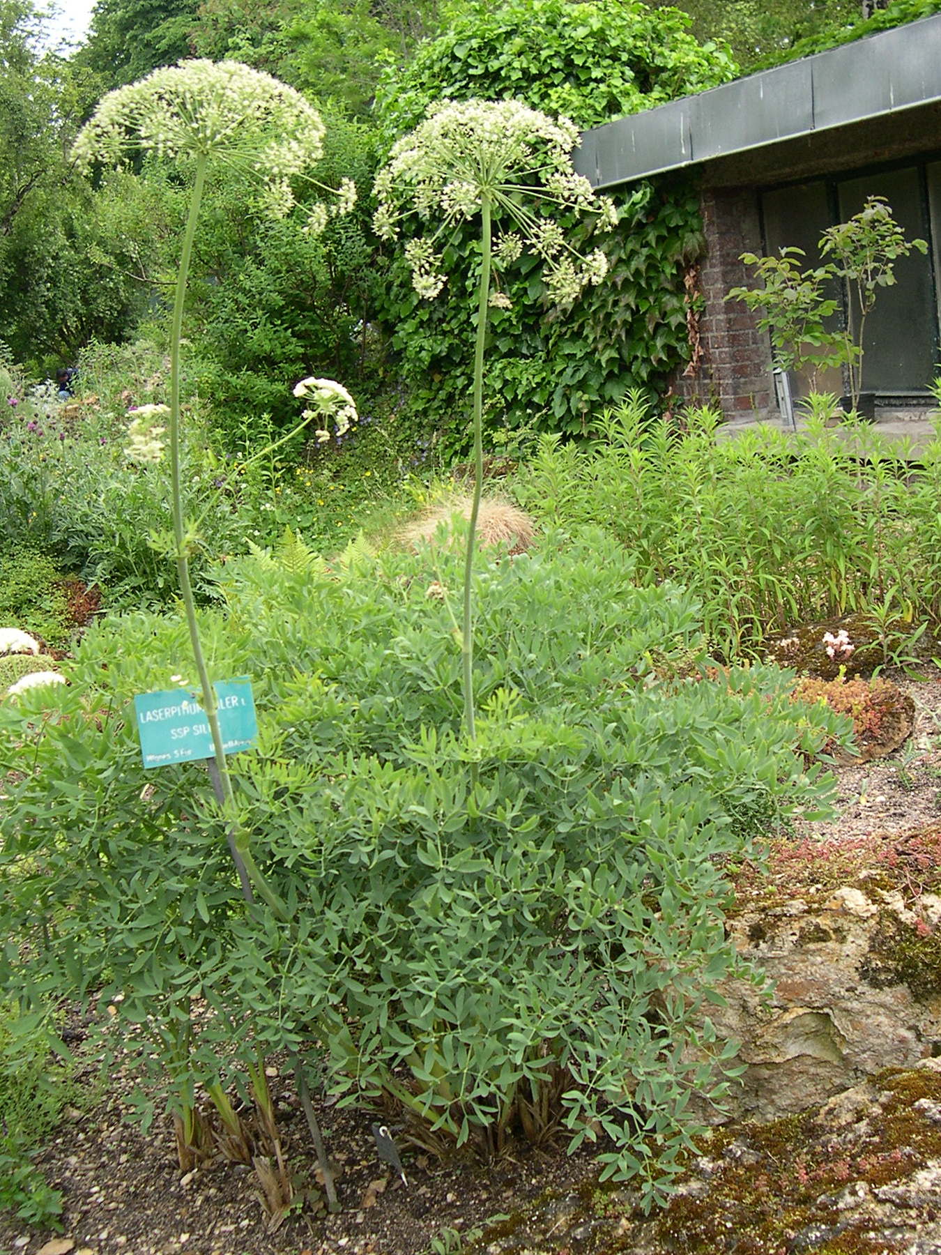 Afficher le média laserpitium_siler_siler1md laserpitium_siler_siler1md