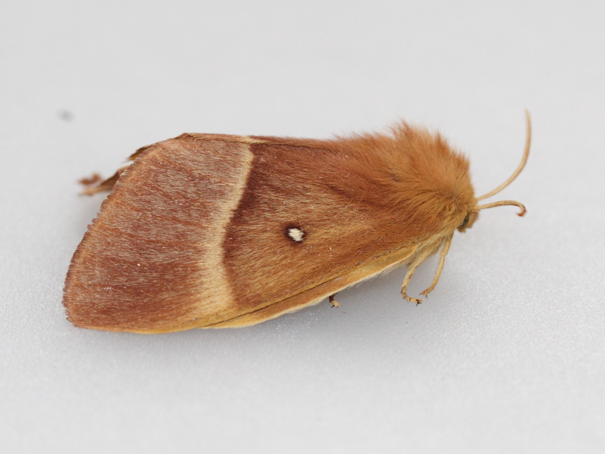 lasiocampa_quercus3md