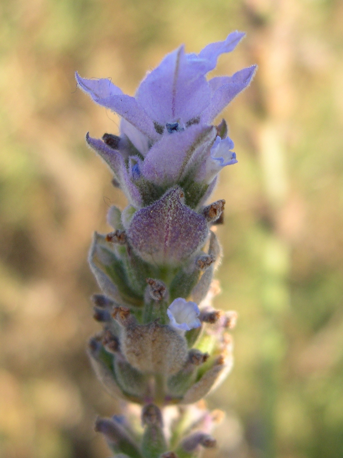 lavandula_dentata2md