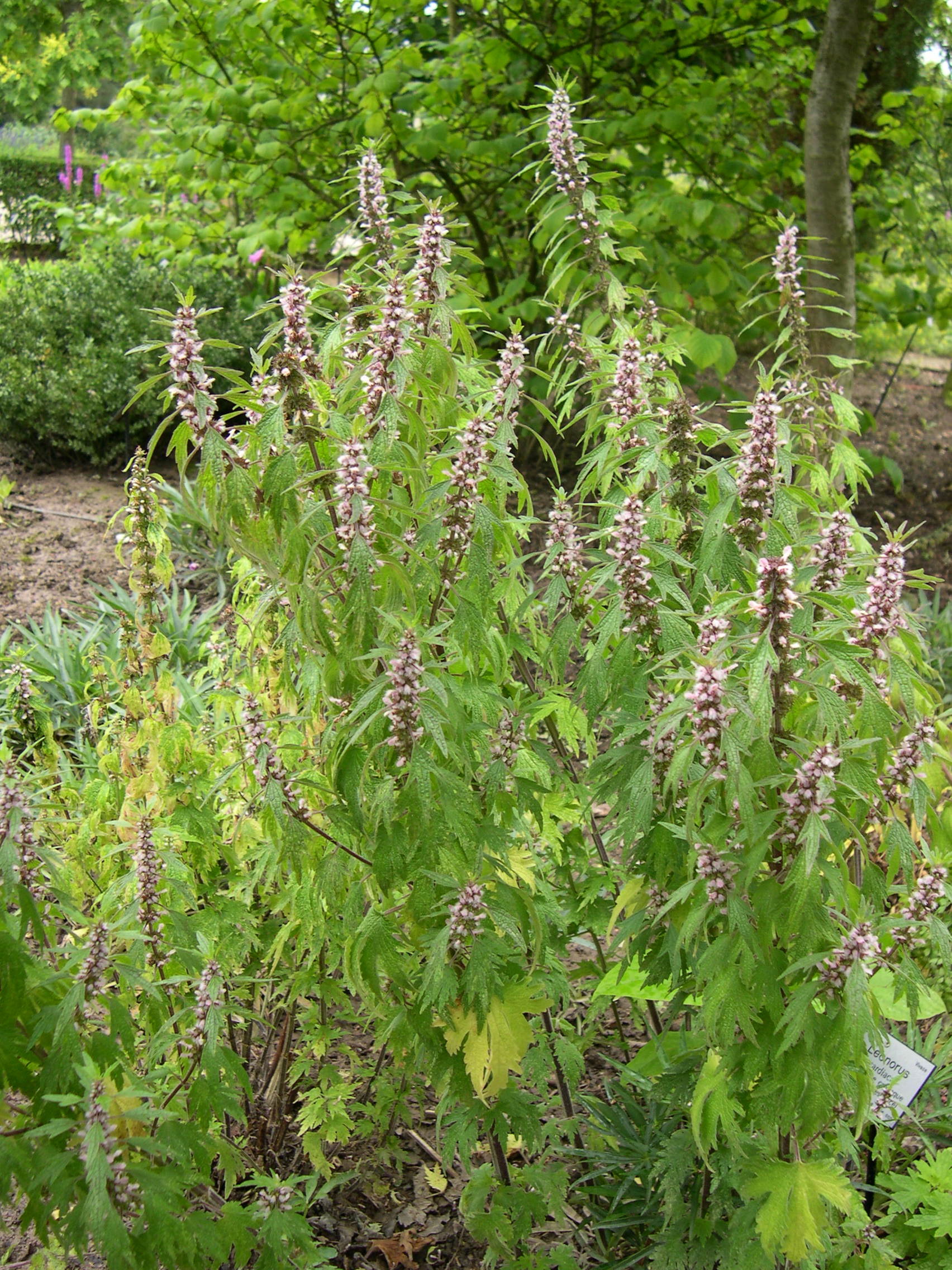 leonurus_cardiaca5md