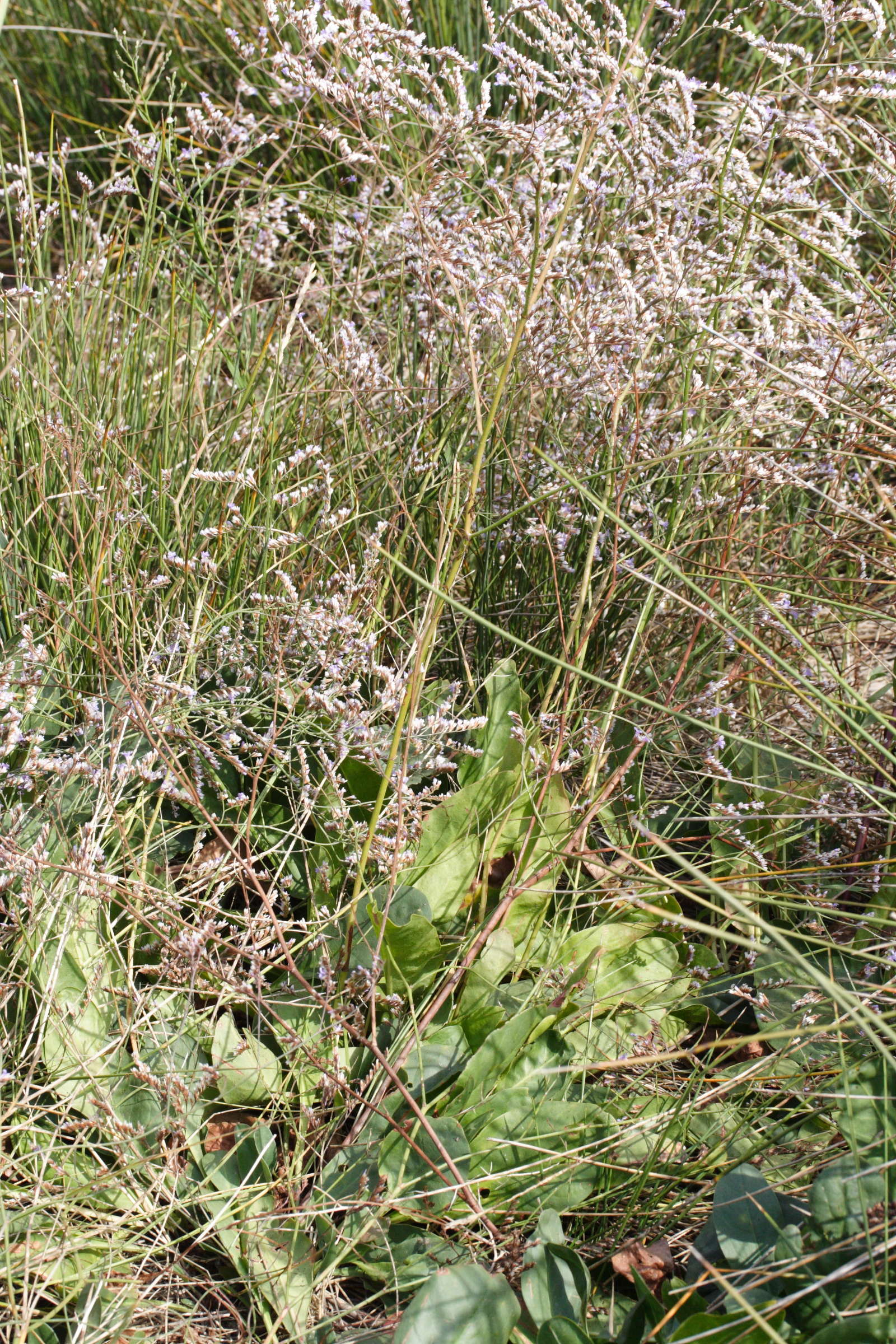 Afficher le média limonium_narbonense4md limonium_narbonense4md