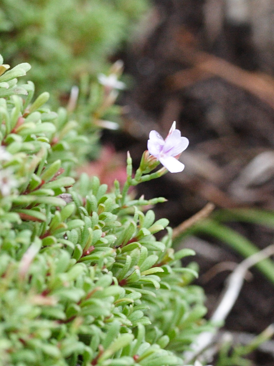 Afficher le média limonium_obtusifolium2md limonium_obtusifolium2md