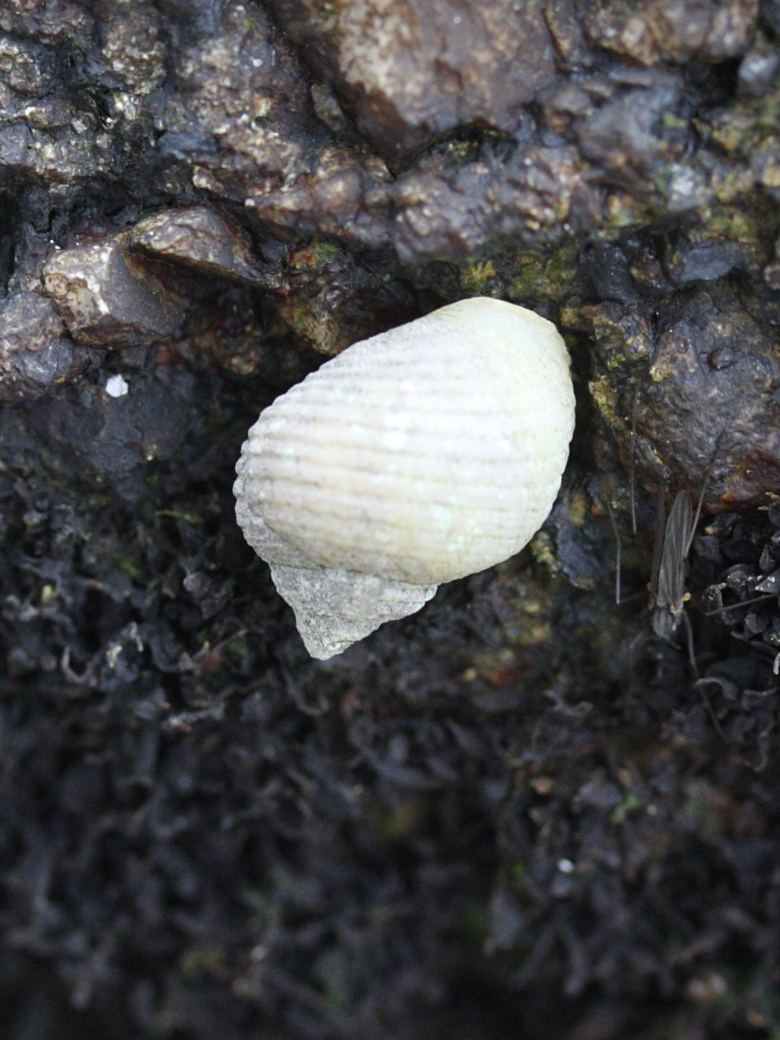 Afficher le média littorina_saxatilis1md littorina_saxatilis1md