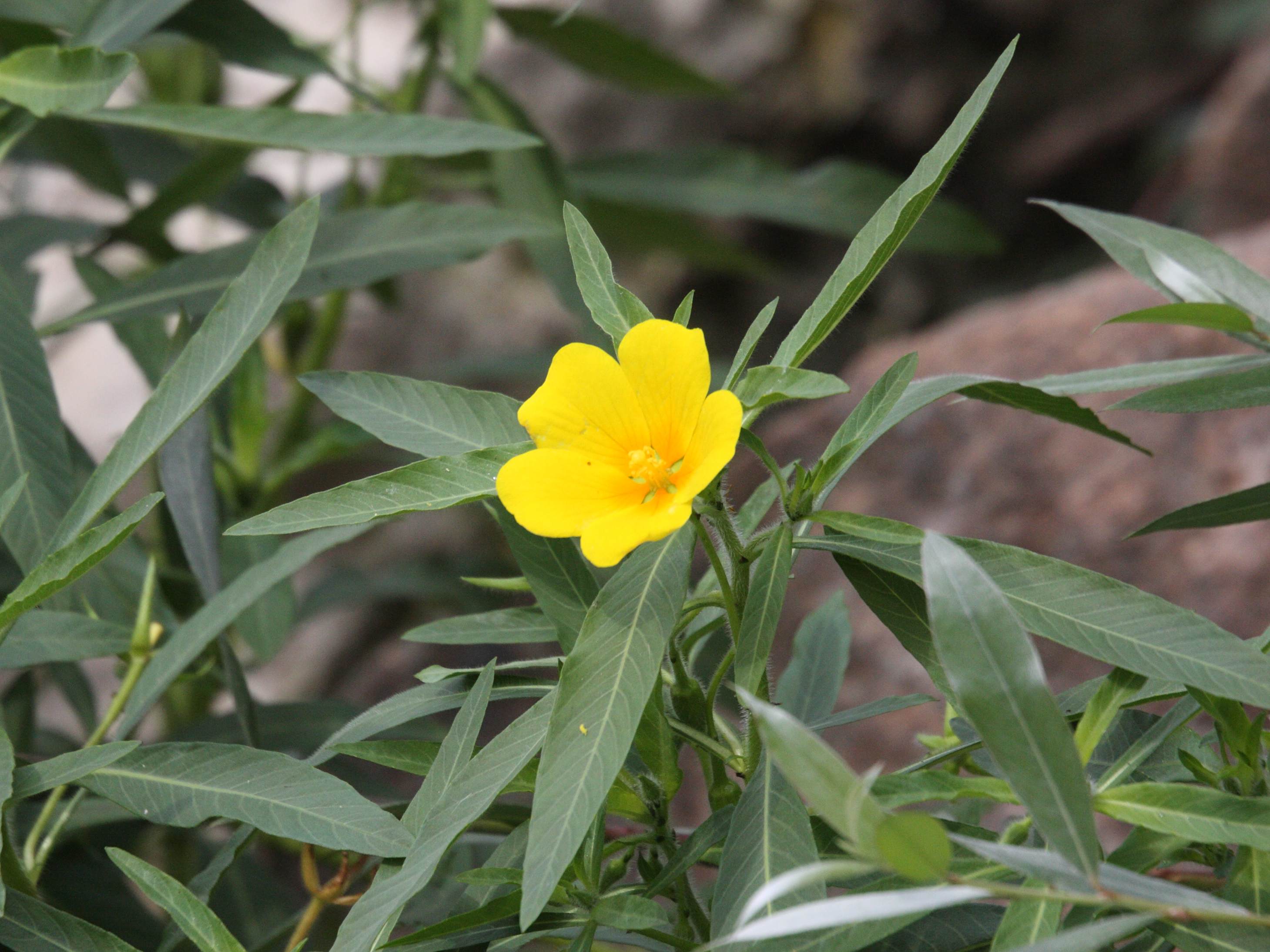 Afficher le média ludwigia_grandiflora2md ludwigia_grandiflora2md